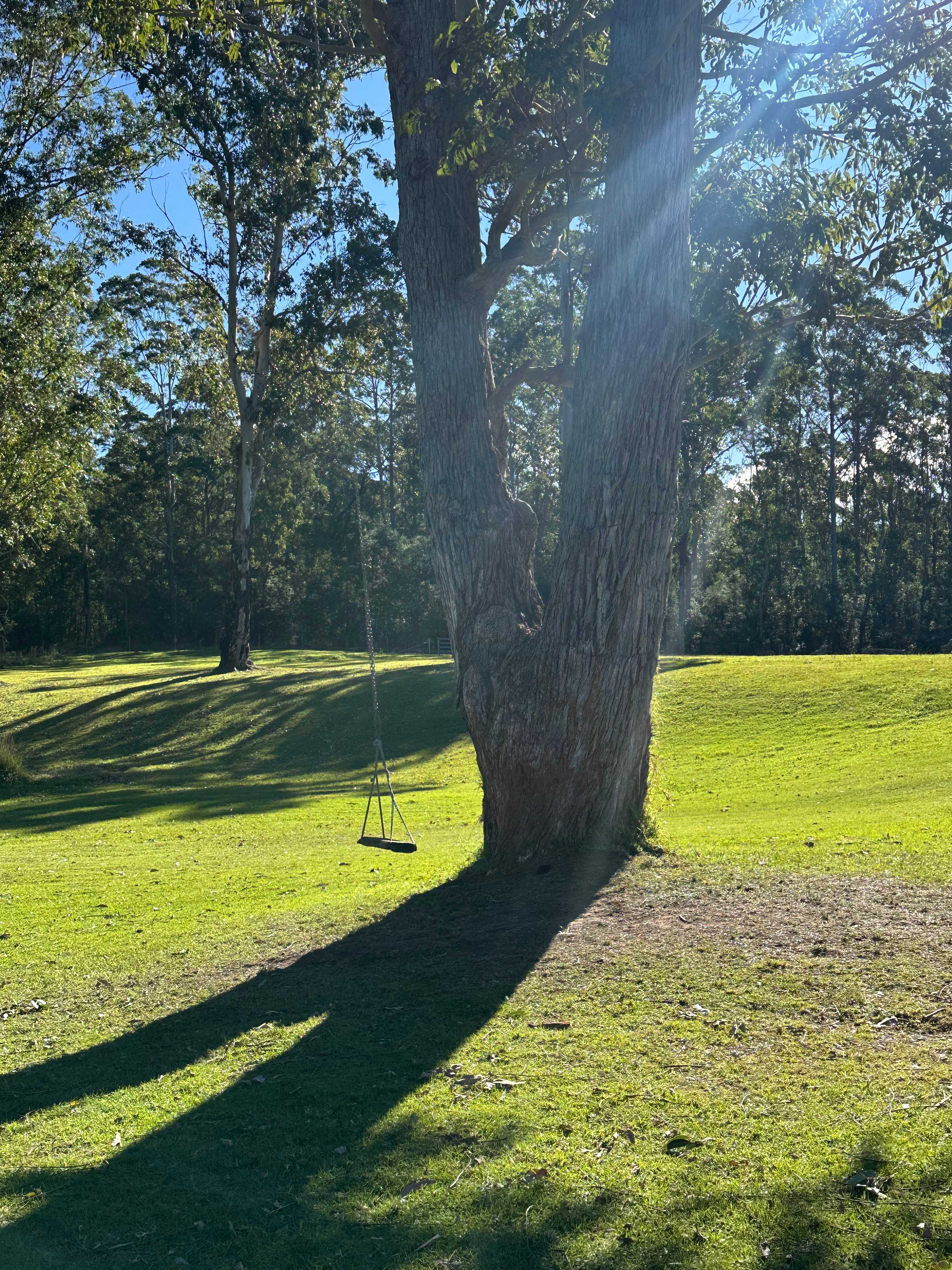 Swing in the middle of the site 
