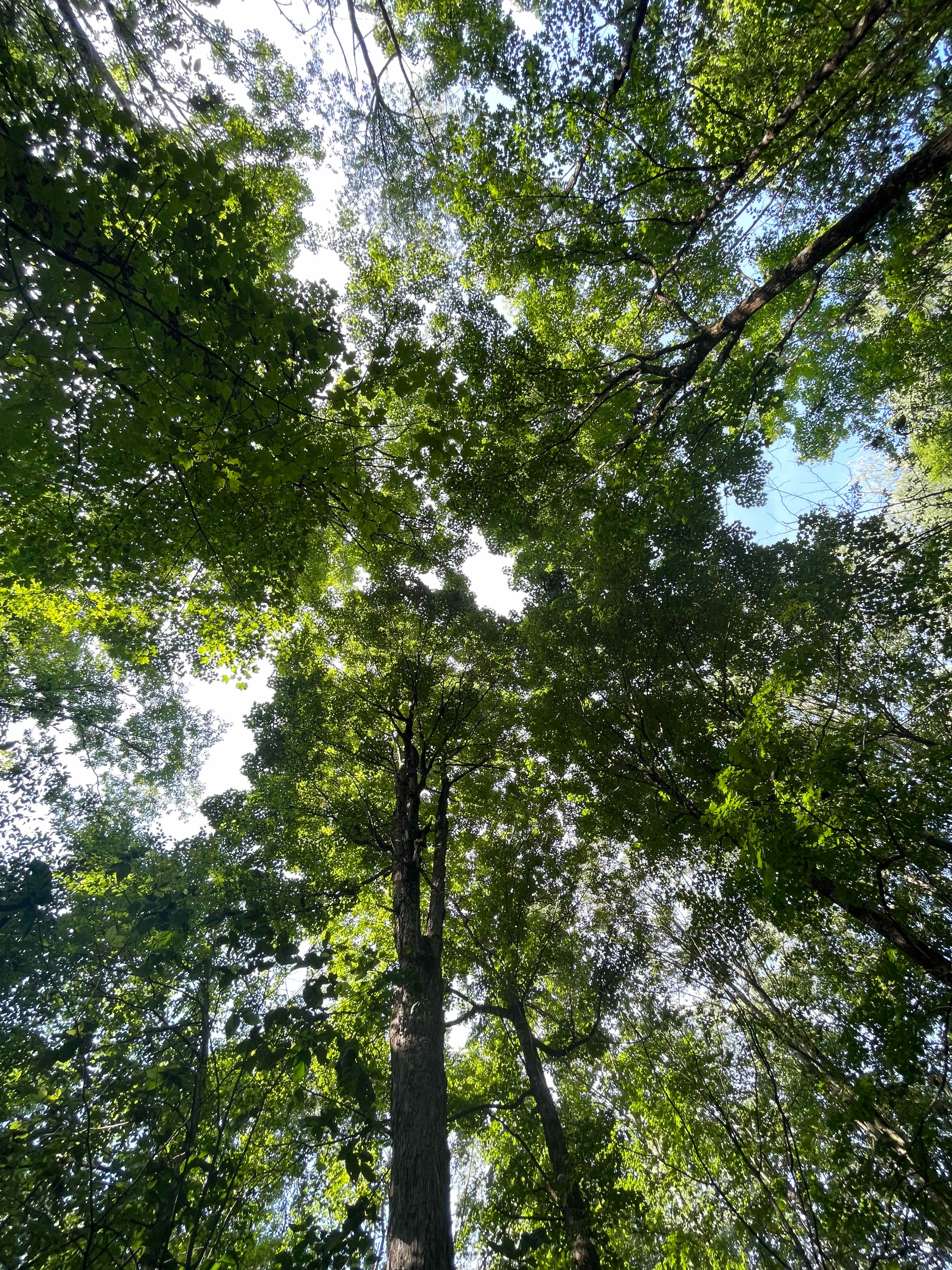 Trees!