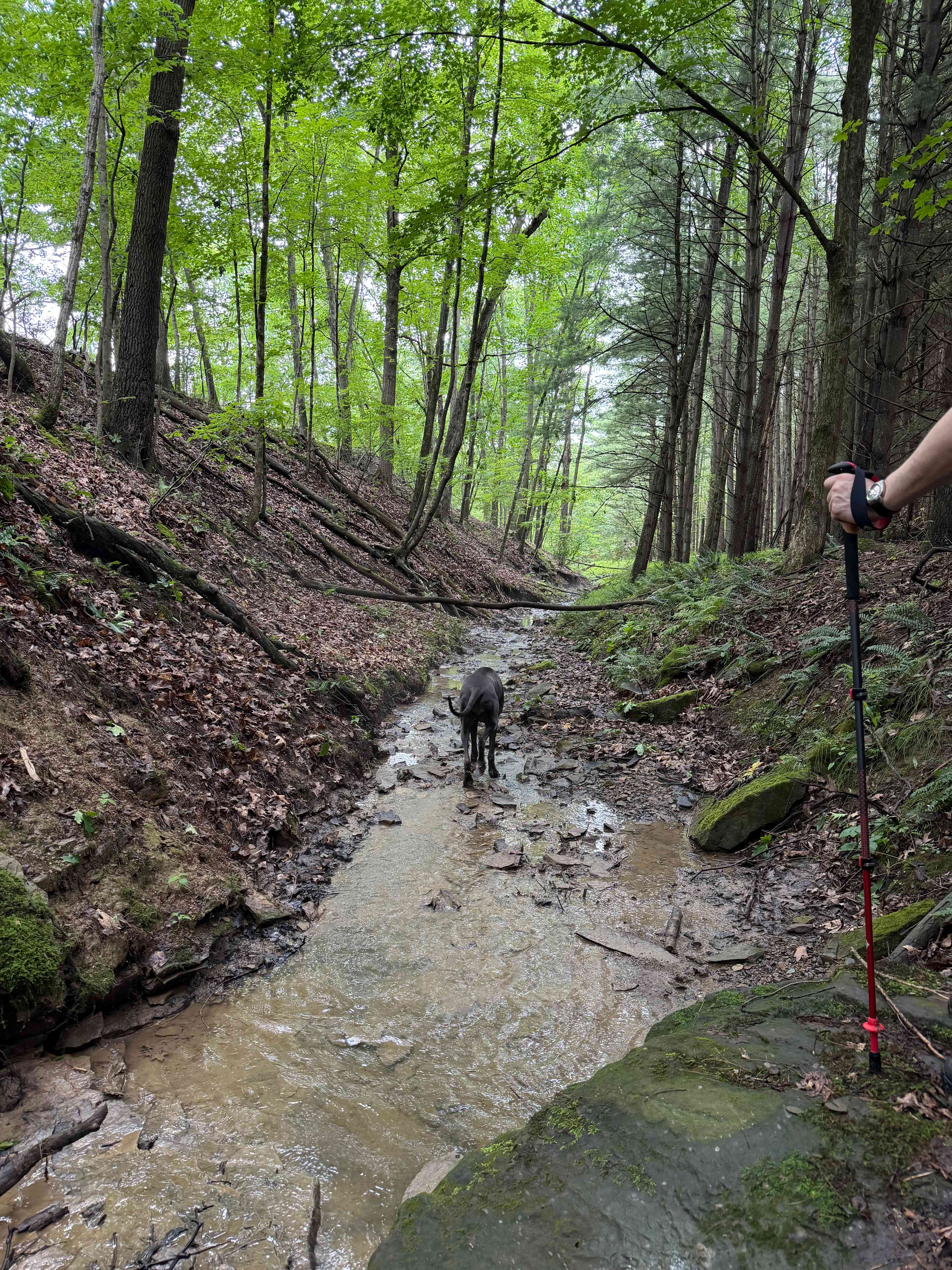 River Hills Above the Allegheny