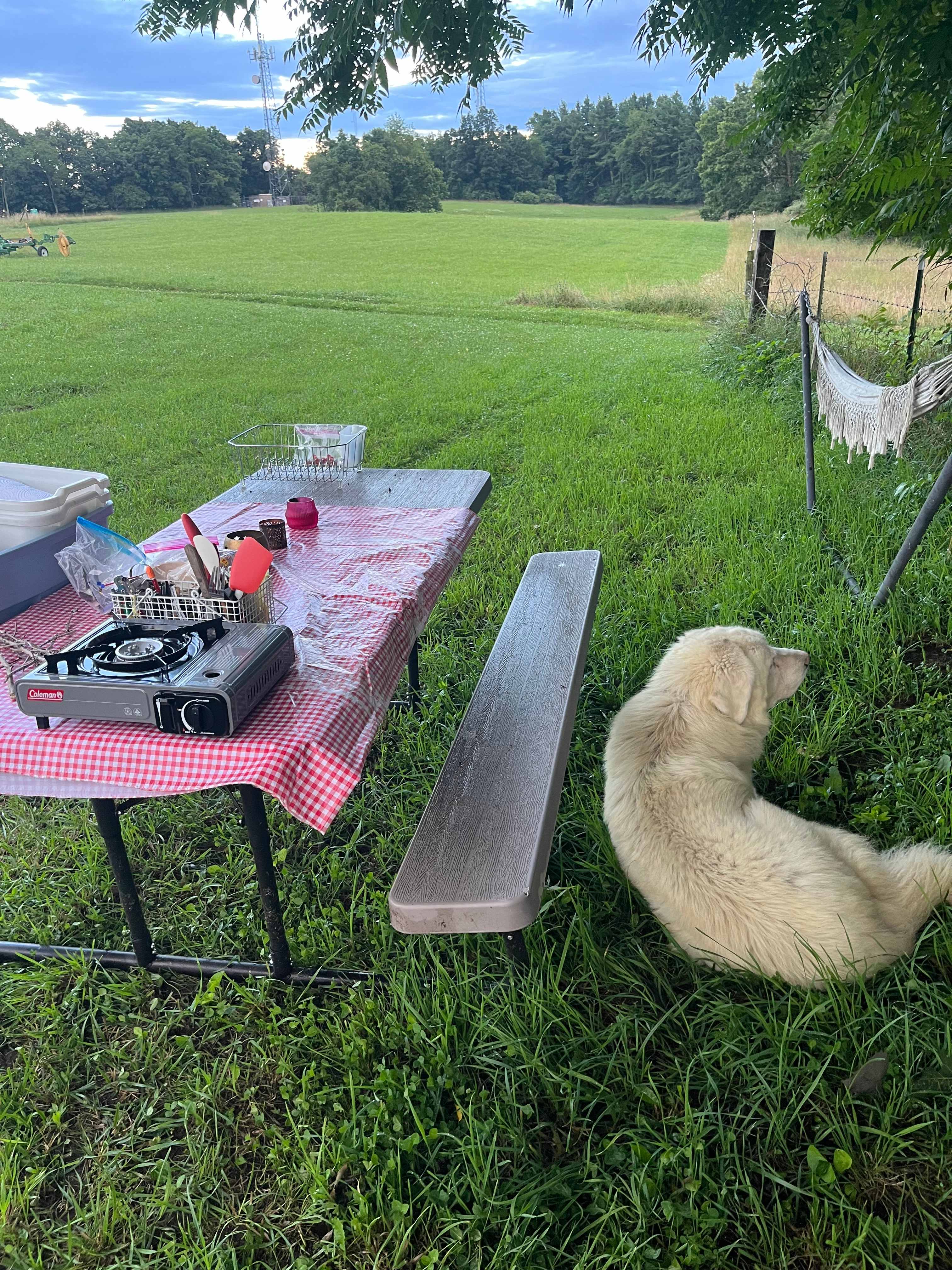 Very friendly welcoming committee - chilled while I set up before mosying back across the fields.