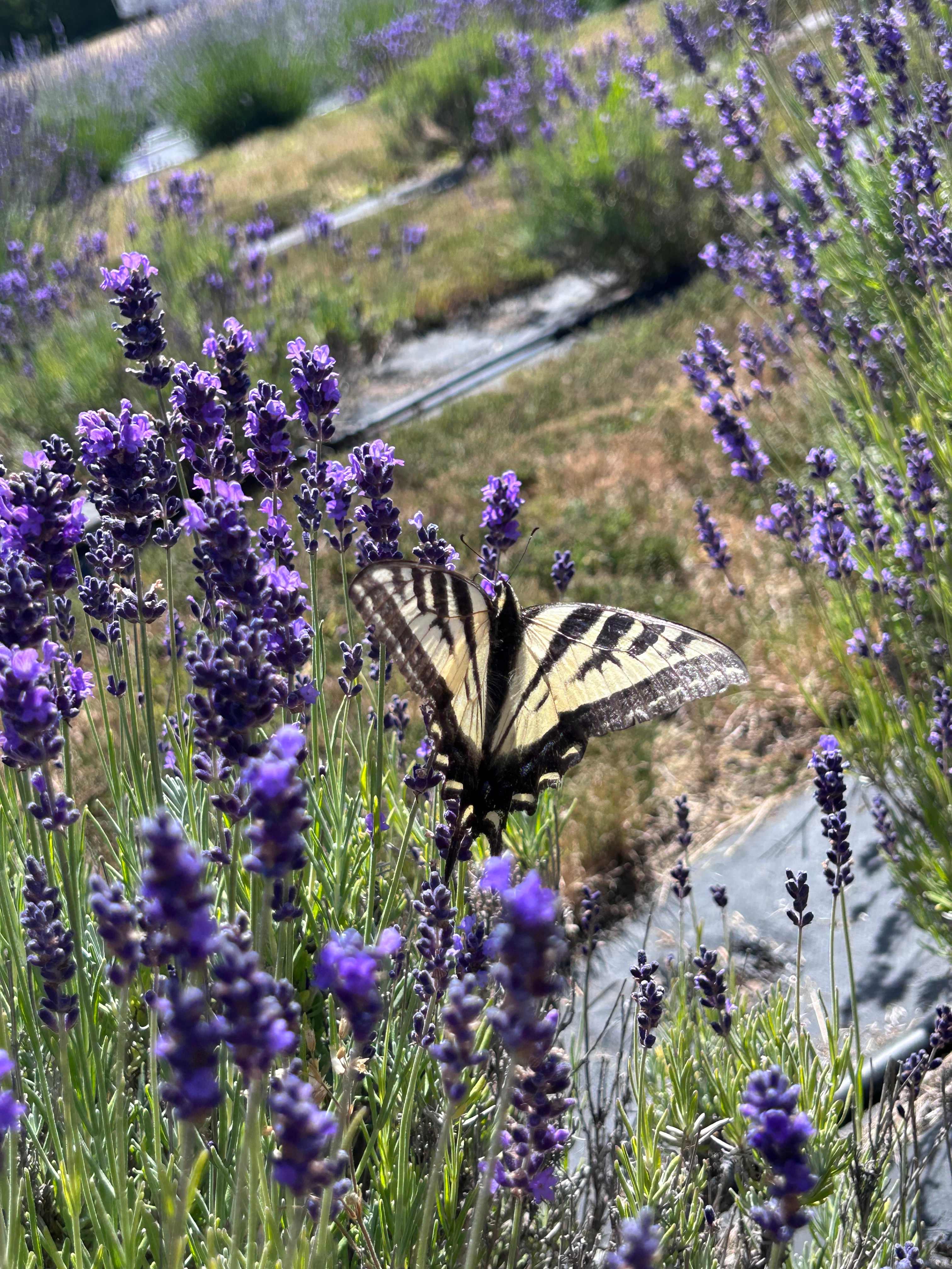 Mountain Lavender Escape