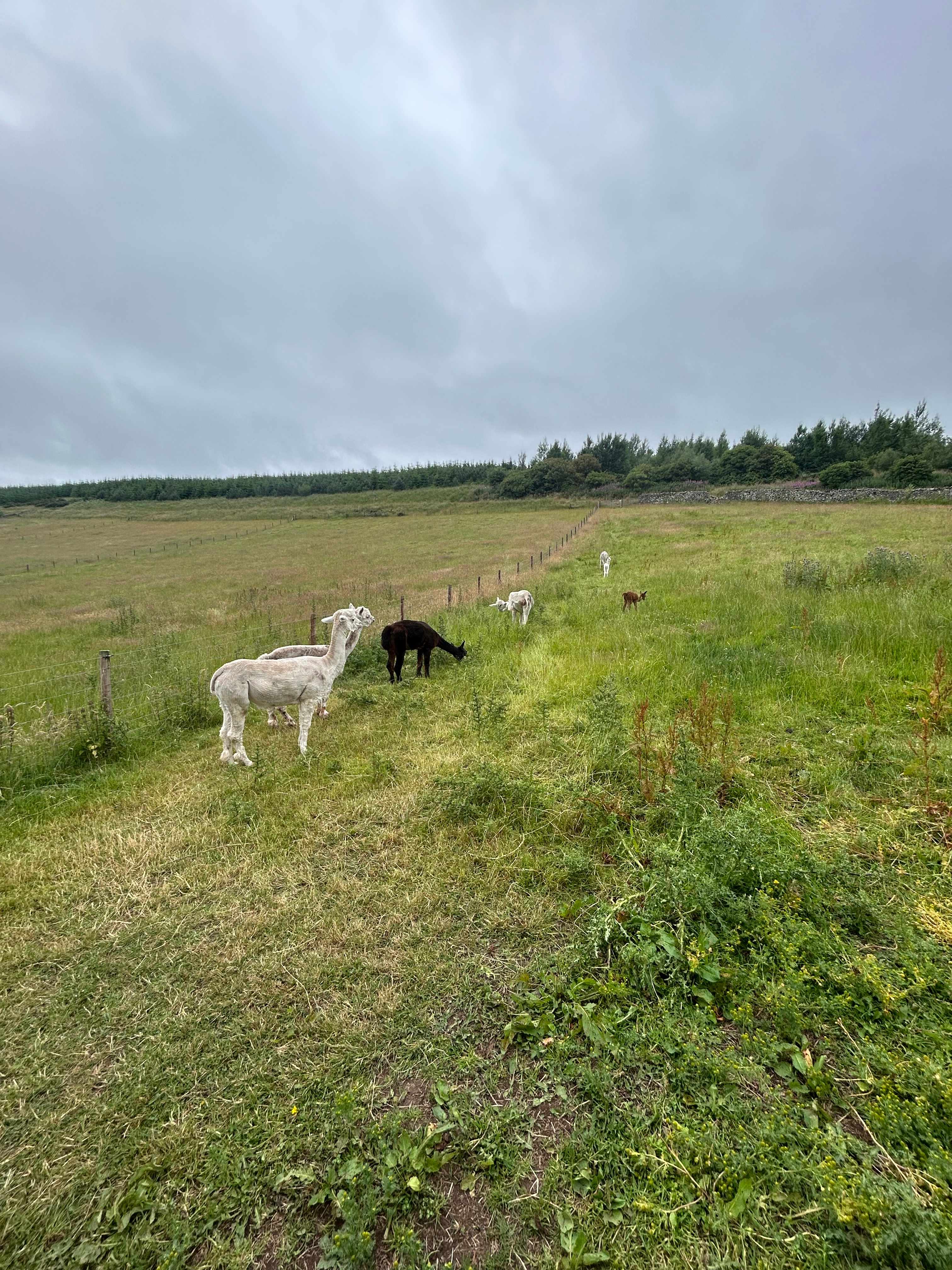 Beirhope Alpacas