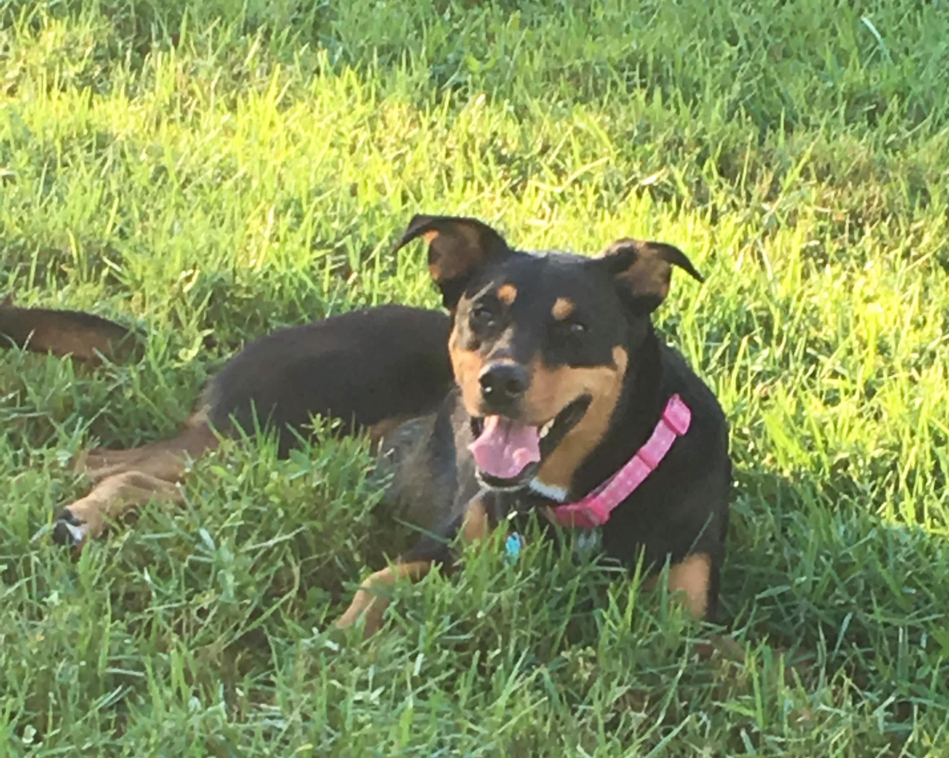 Chilling in the shade