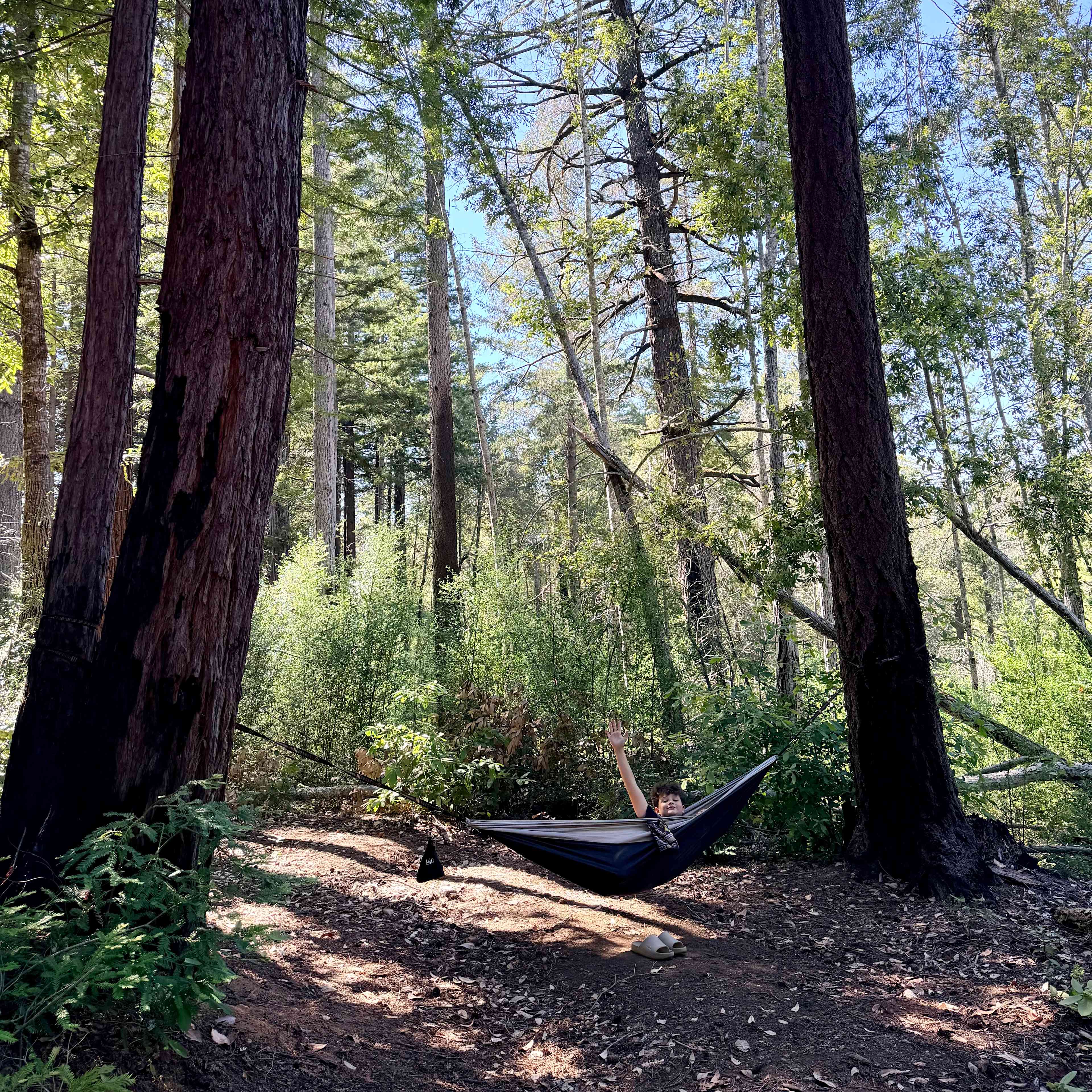 BANKS RANCH IN THE REDWOODS
