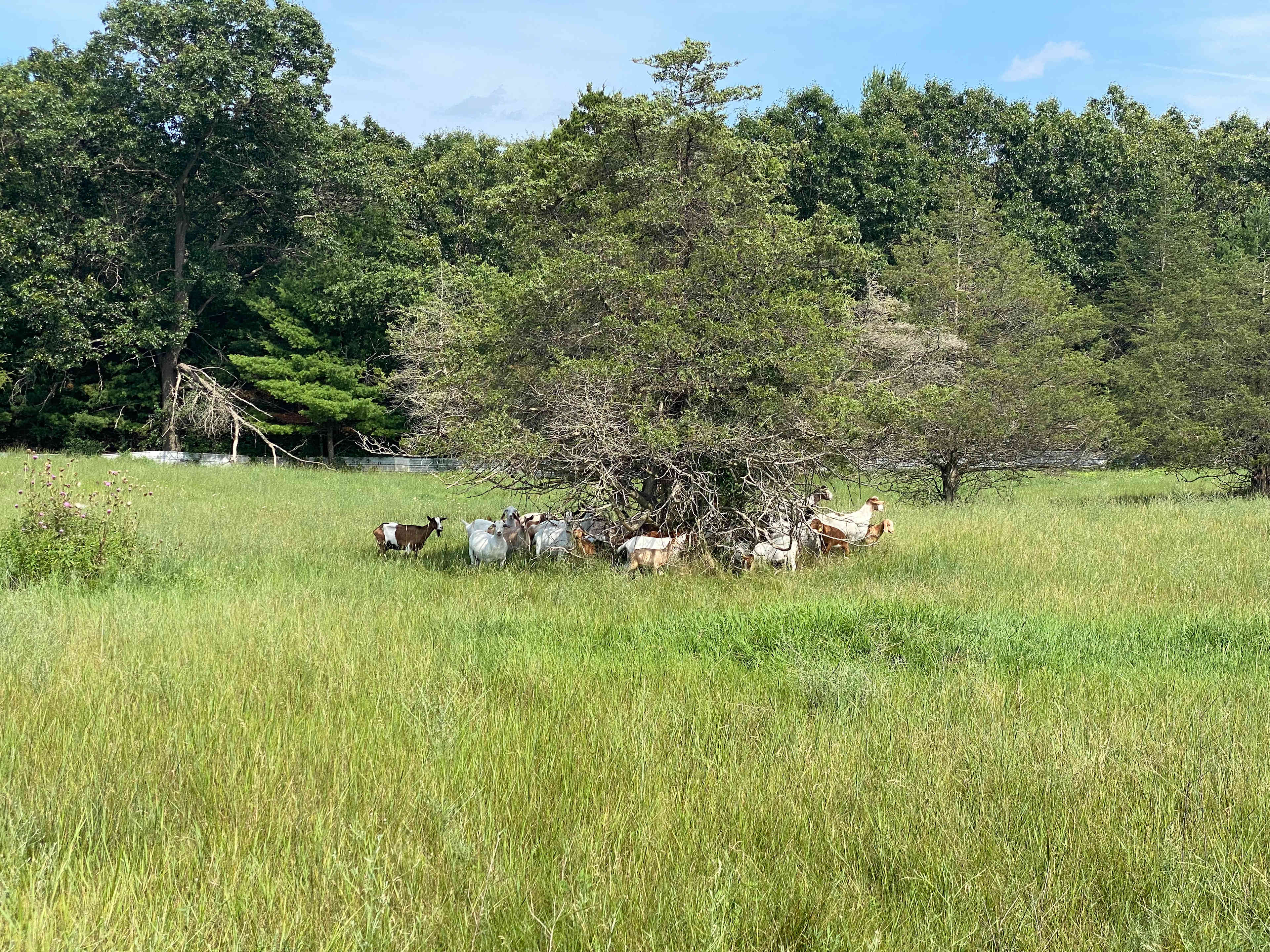 RileyCrest Farm