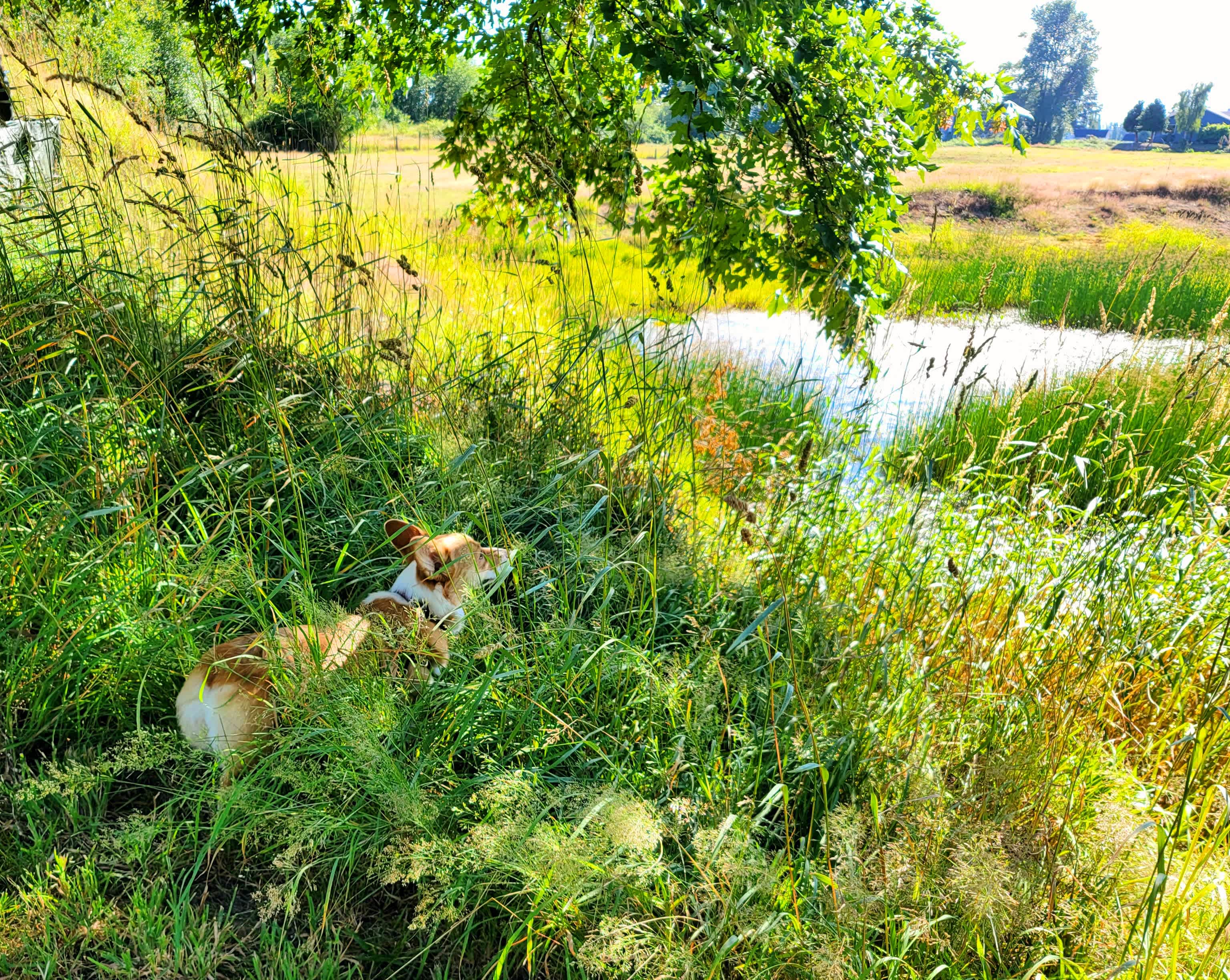 Dogs had plenty of space to run and explore.