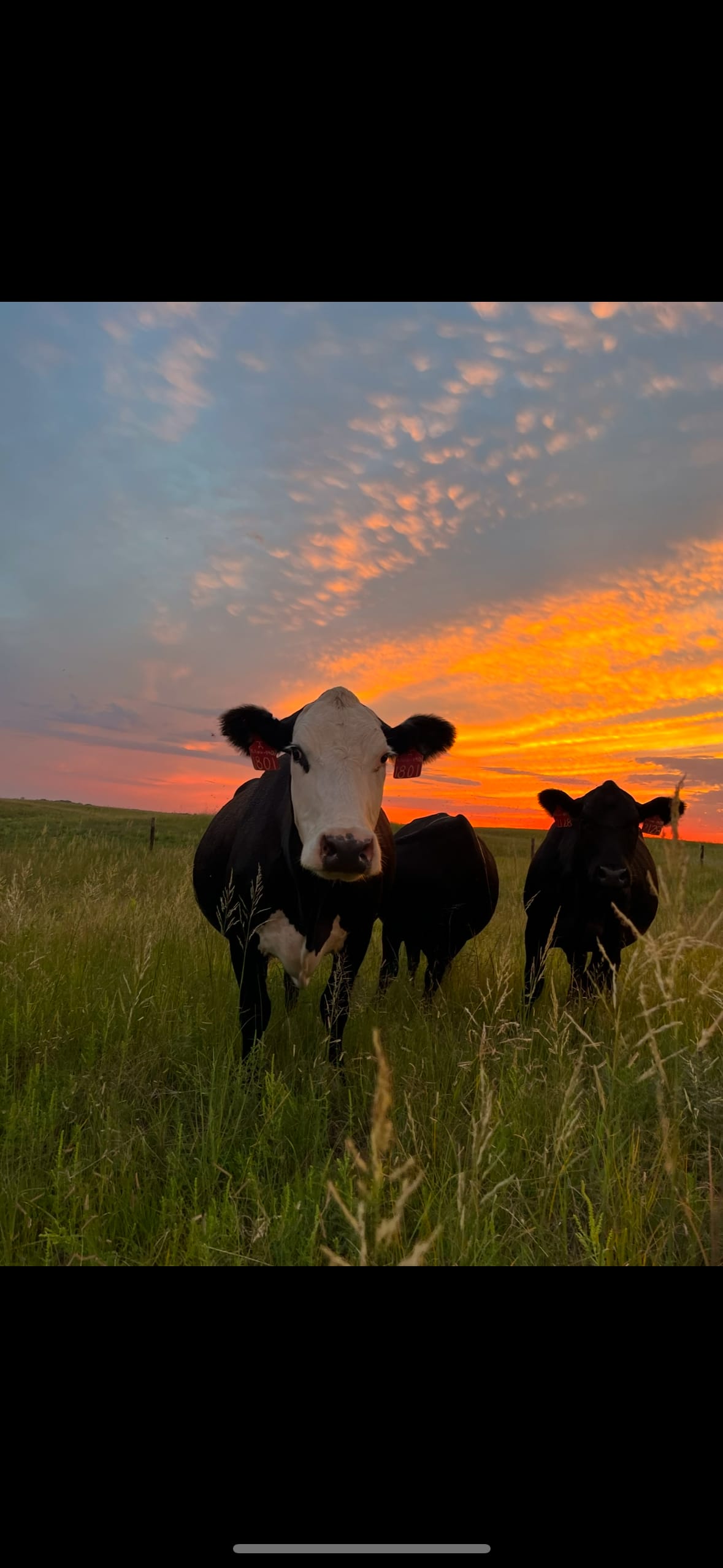 Nebraska Ranch / Farm Stay Camping at Classen Land & Cattle