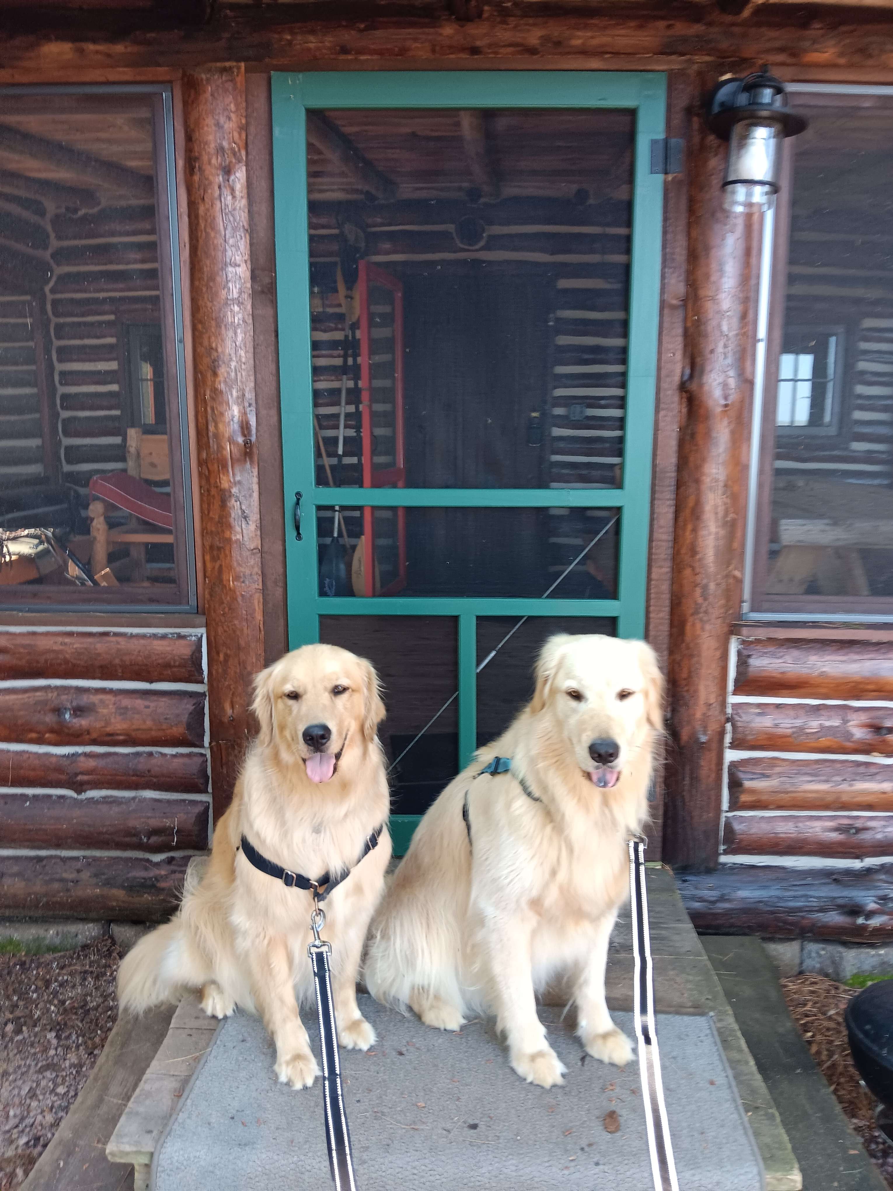 Two paws up for Harvest Loon Camp!