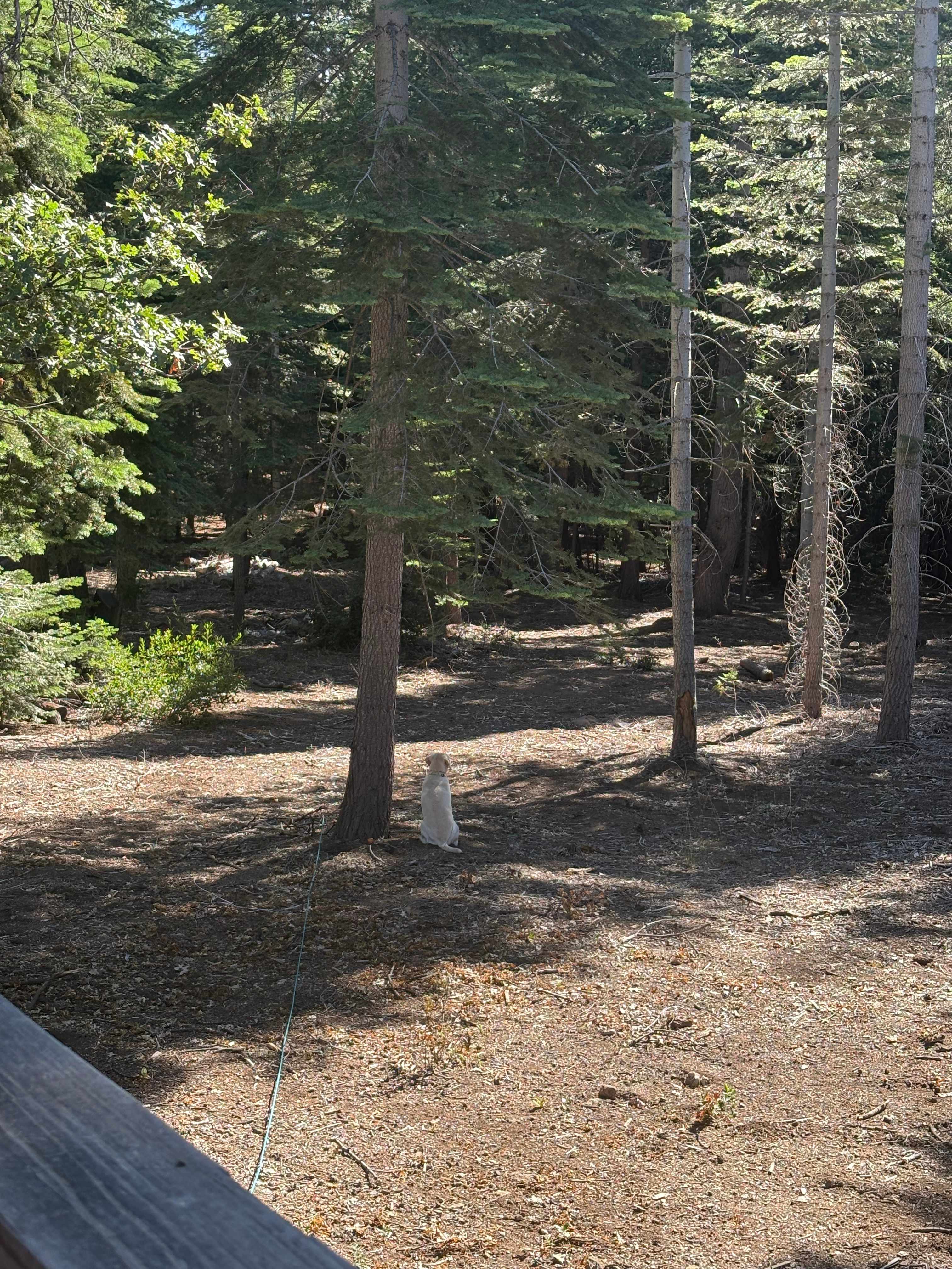 Lazy Bear Cabin