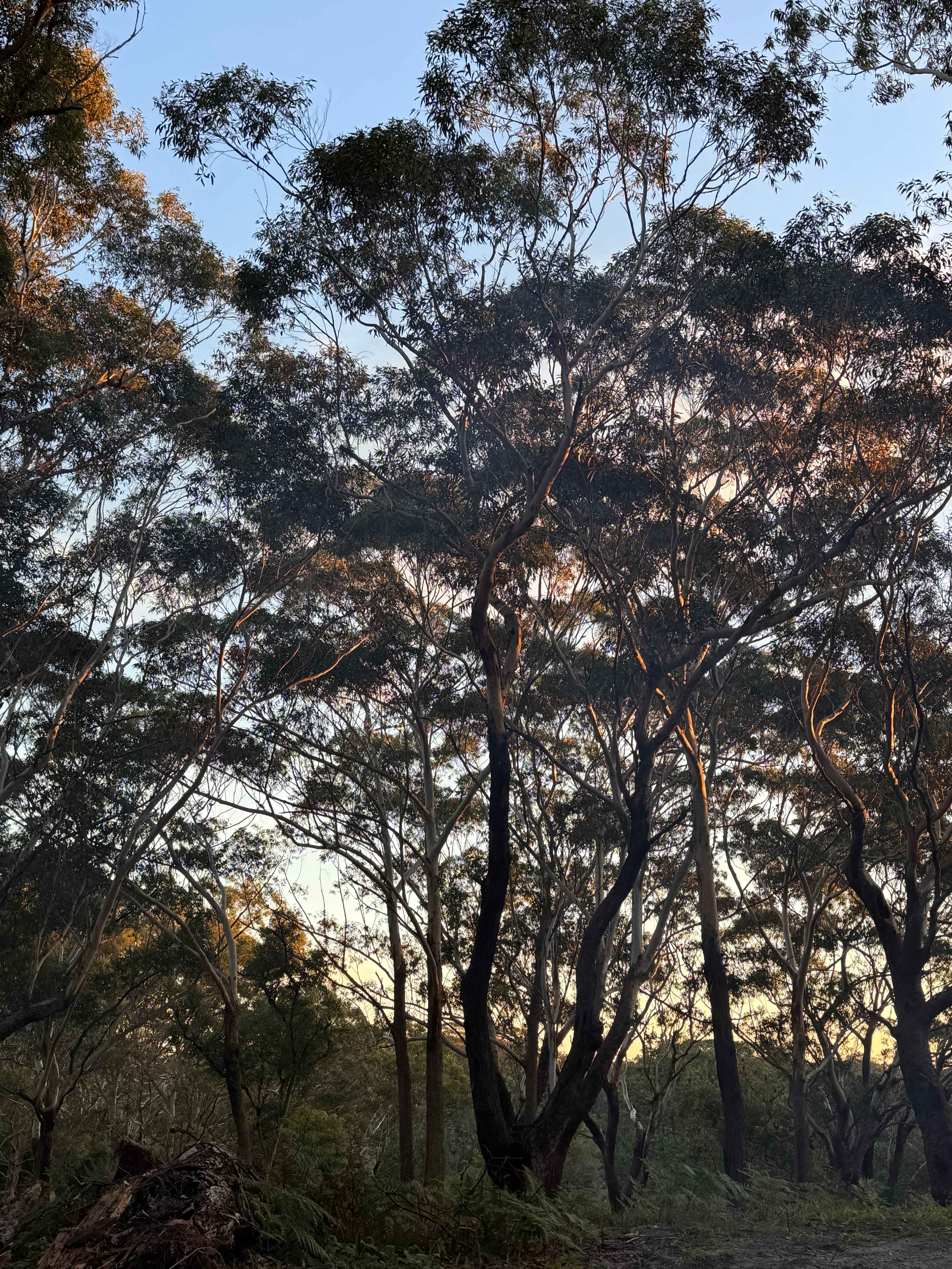 Iggys Haven @ Anna Bay