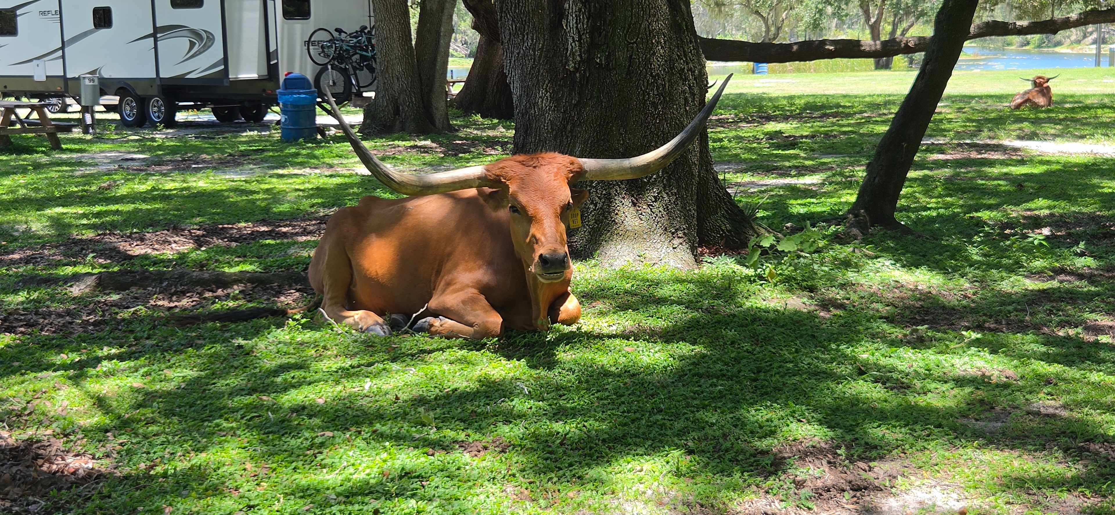 Wilderness Shores Ranch Campground!
