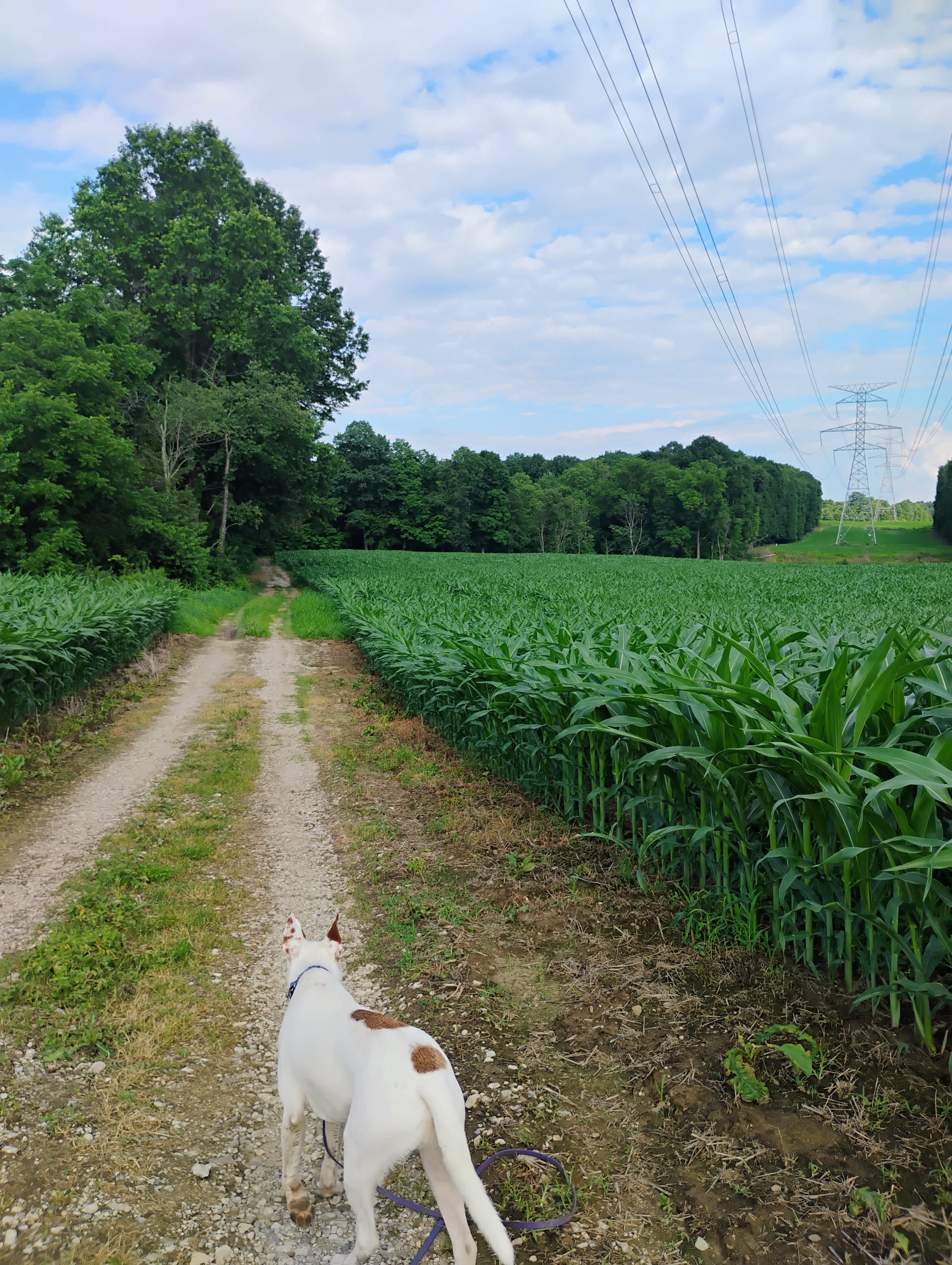 Walking the property from the site to the bathroom and around 