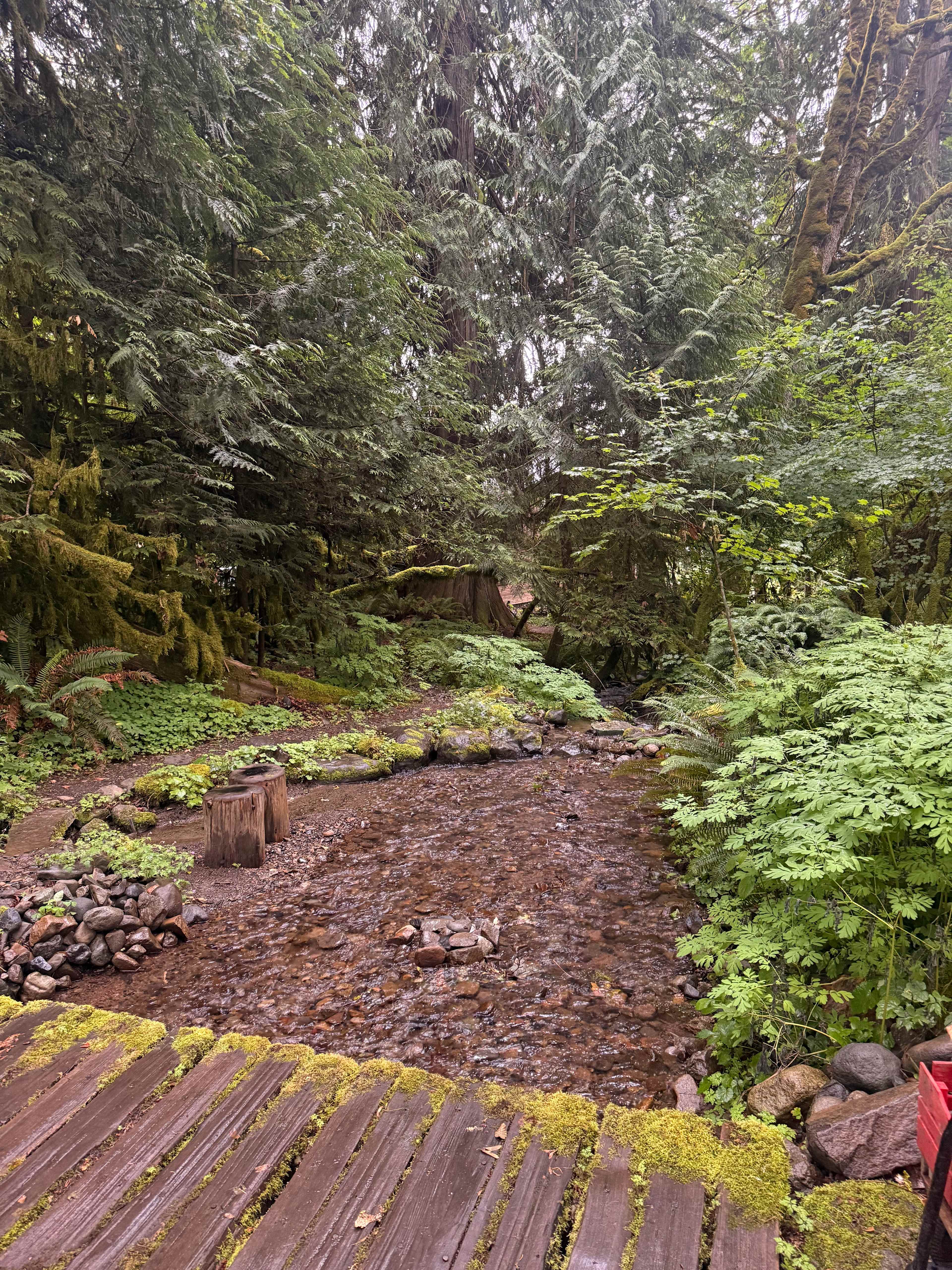 The Enchanted Forest