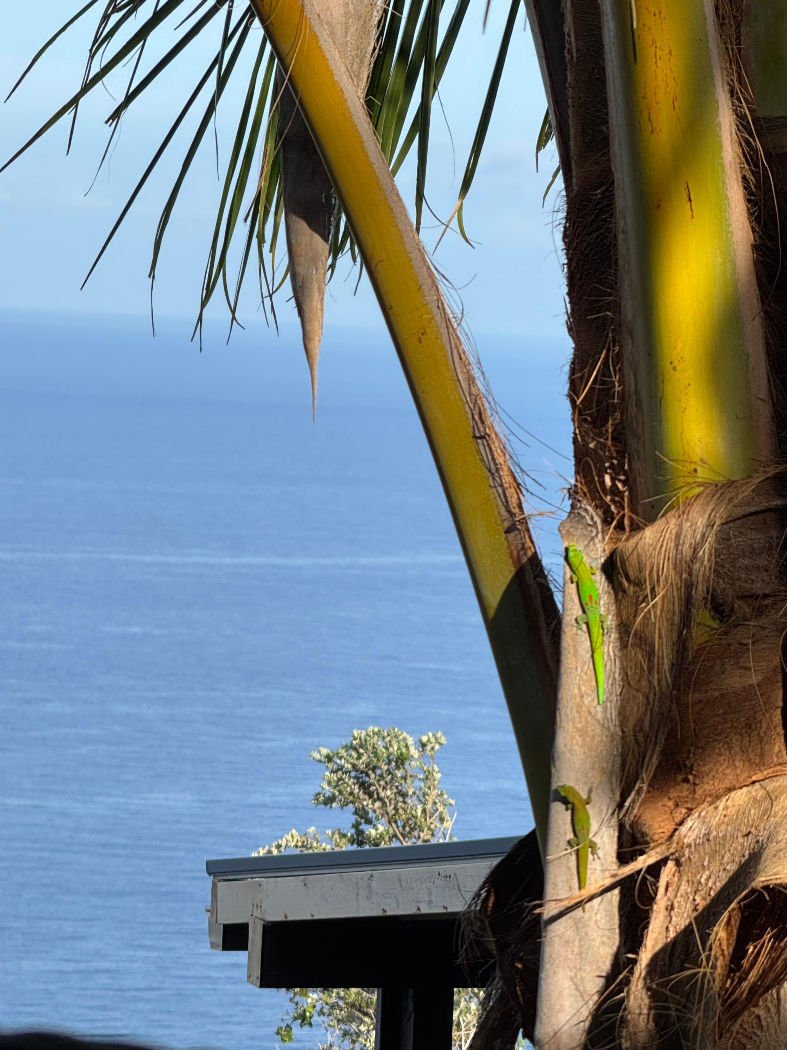 Kona comfy RV w/million dollar view