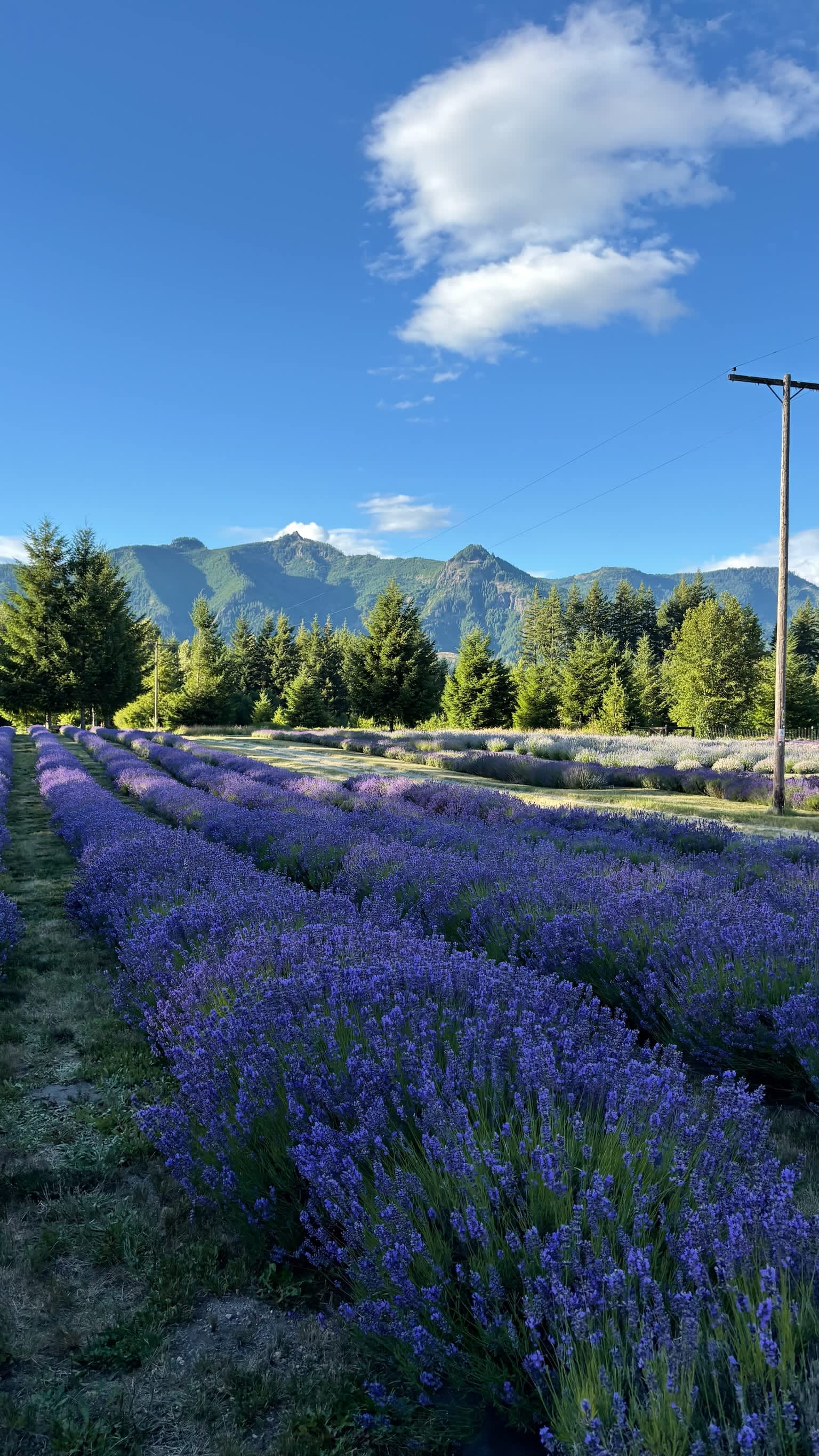 Mountain Lavender Escape