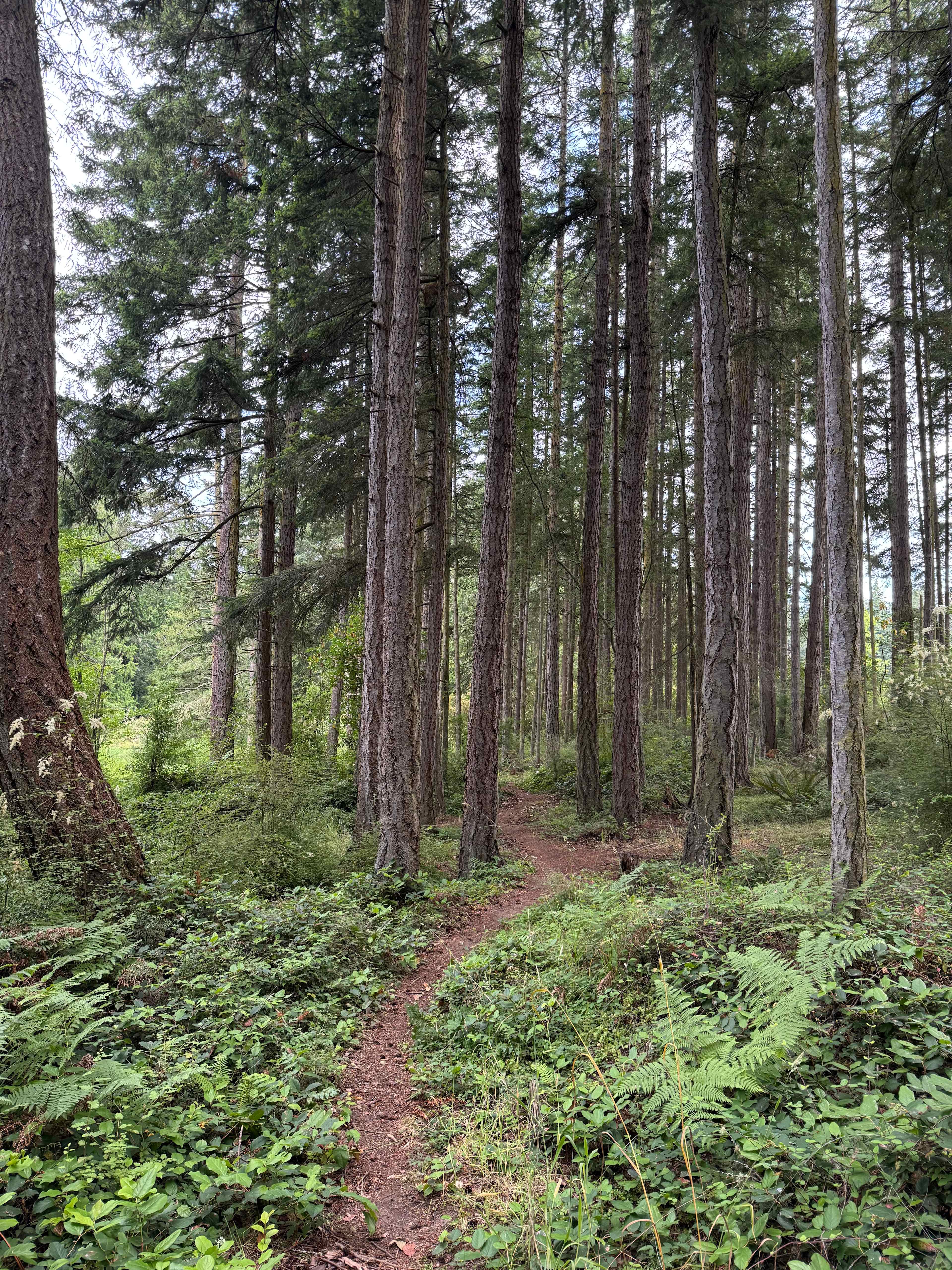 Monkey Hill @Deception Pass Retreat