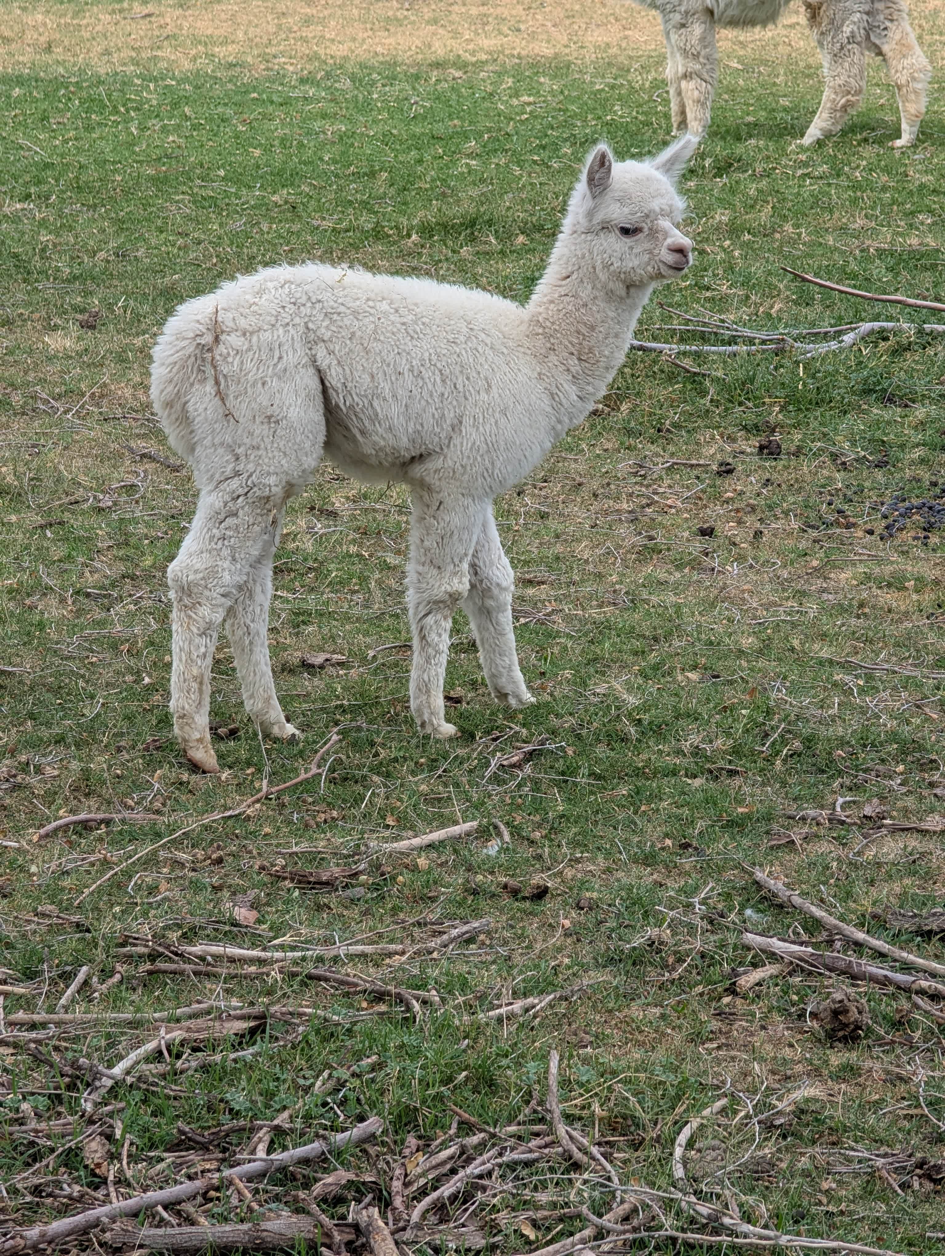 JenEric Alpaca Ranch