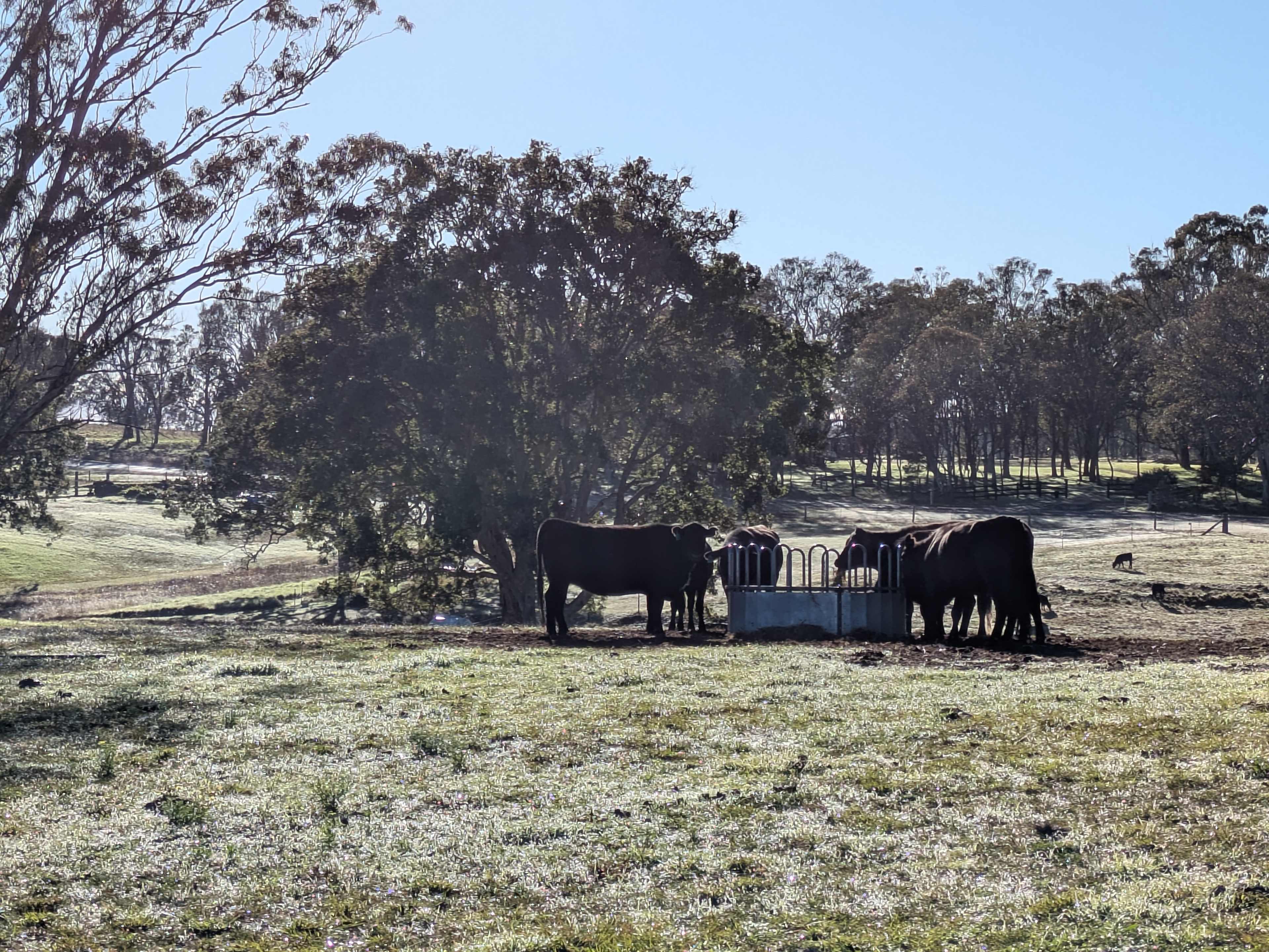 Aloomba Lavender Farm