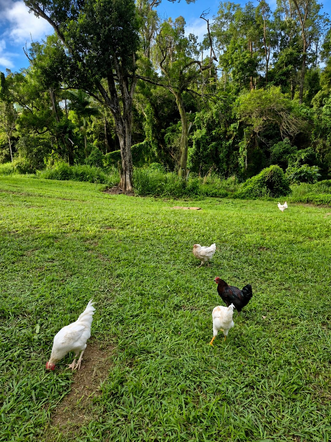 Wongawallan Creek Estate