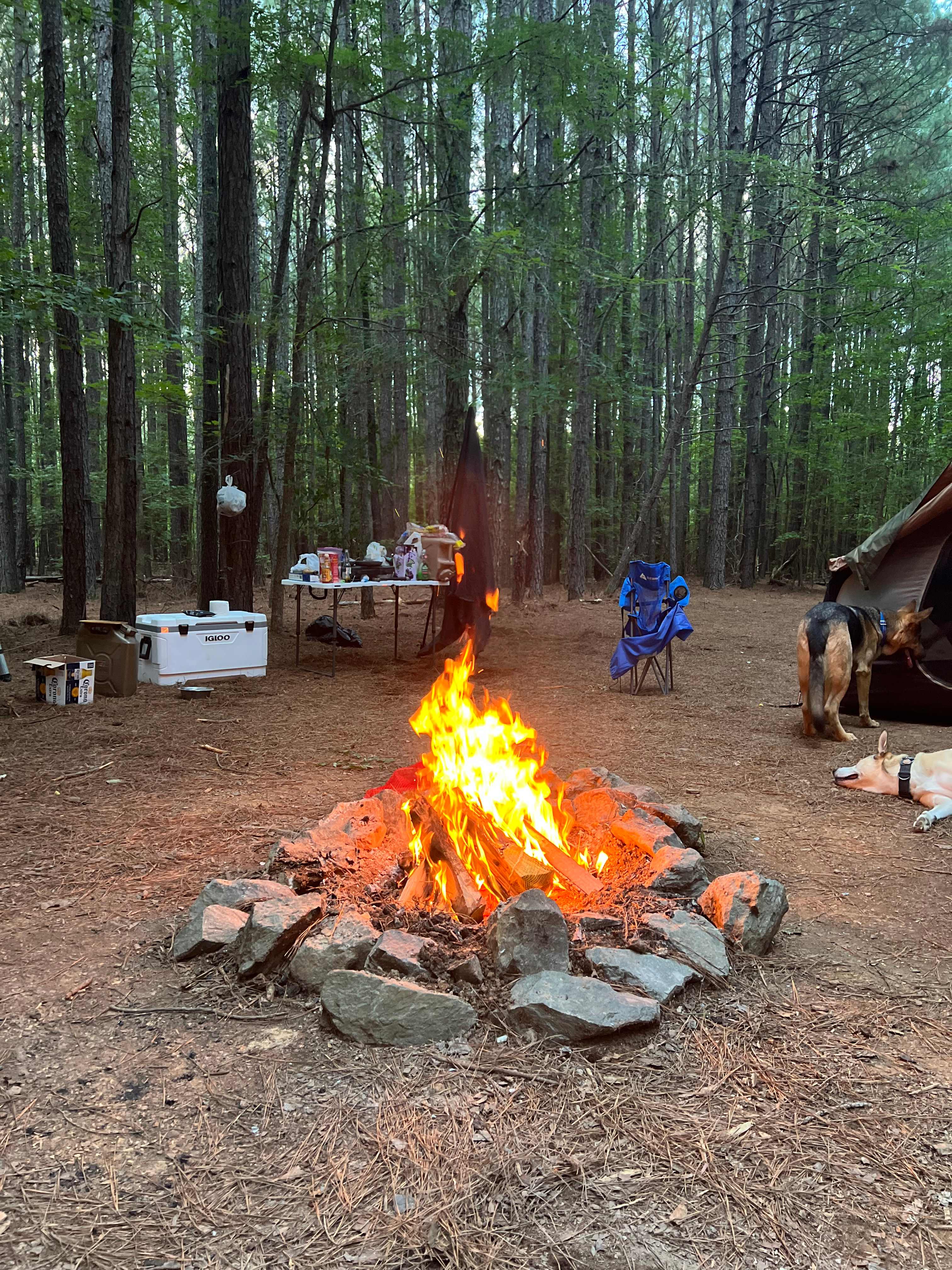 Rural Chapel Hill Forestry Stay