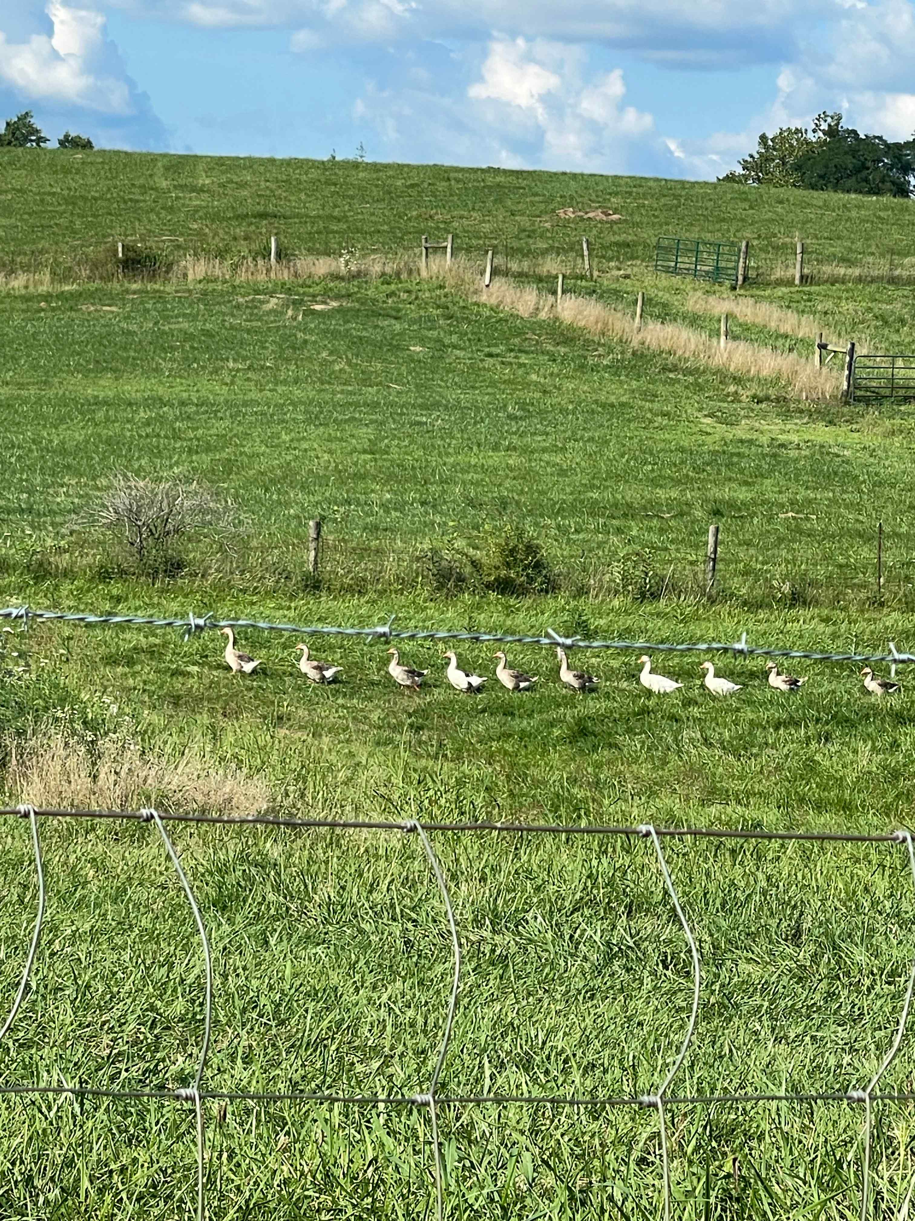 You certainly have all your ducks in a row!