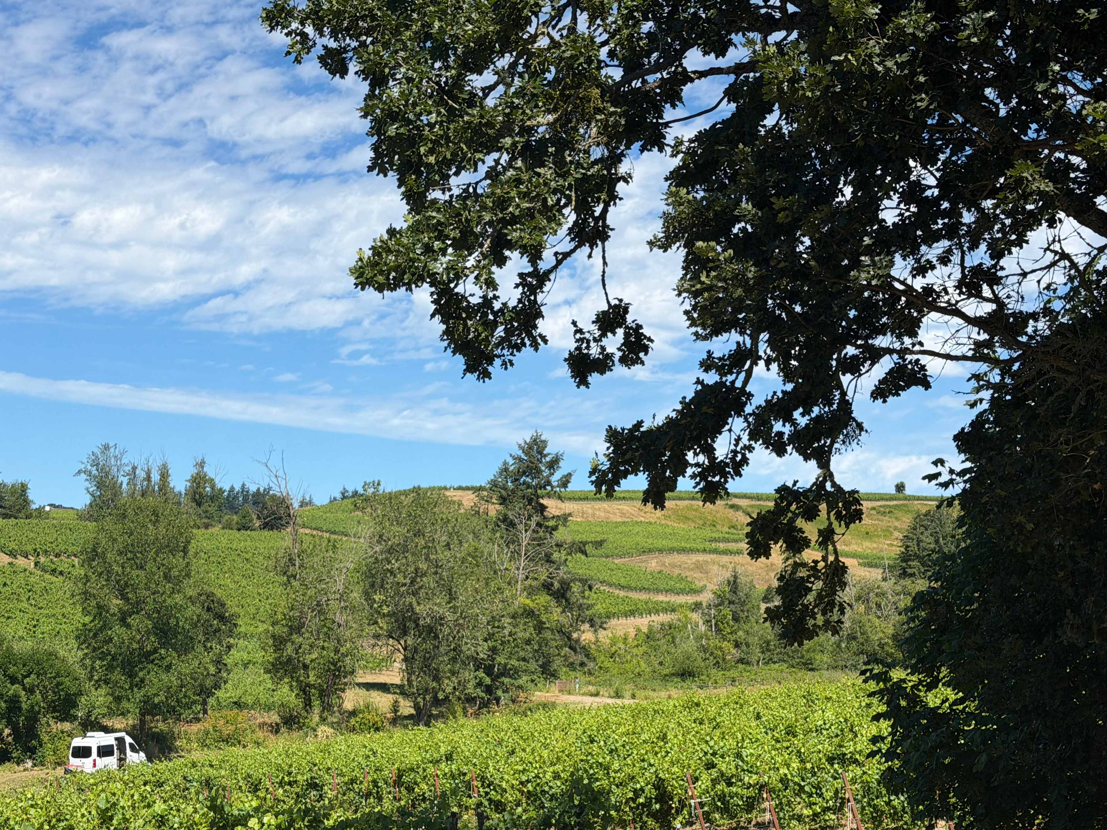 Zenith Vineyard Camping
