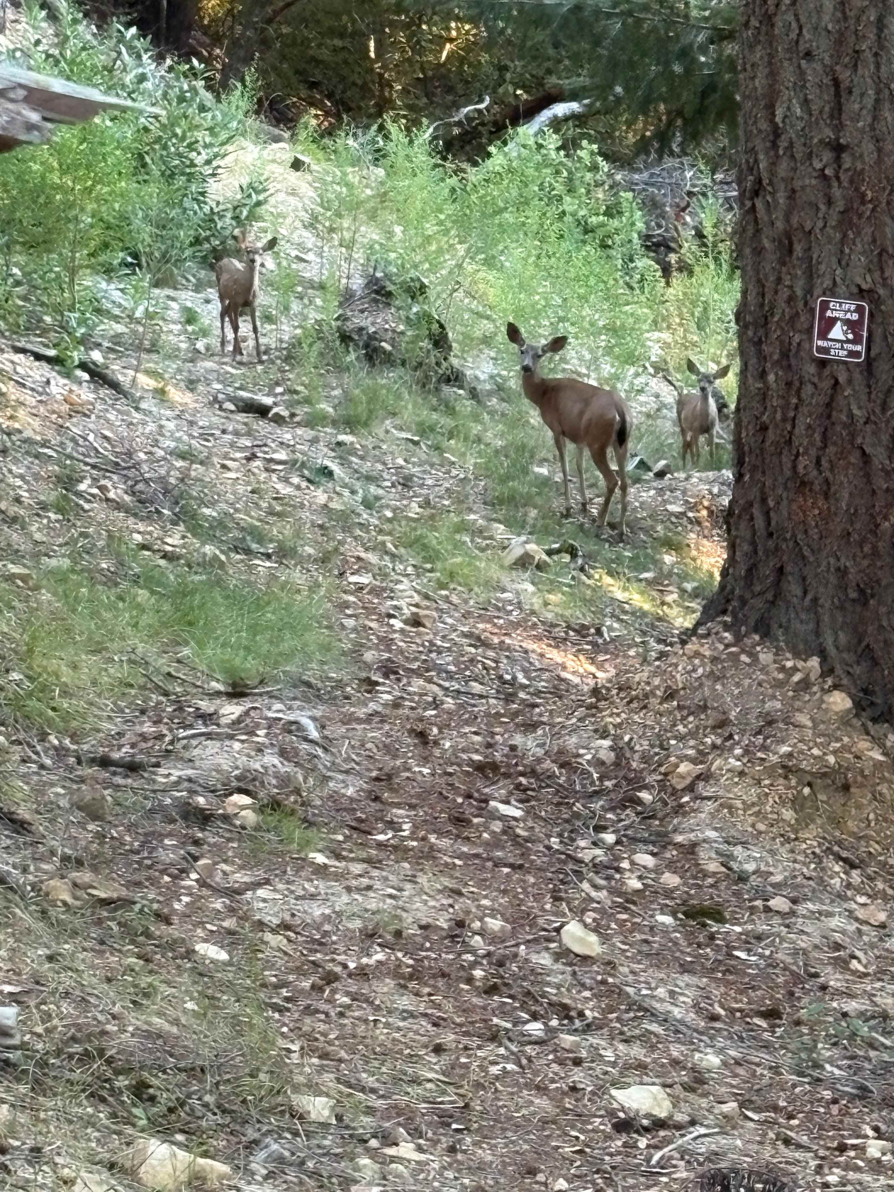 Deer we saw on the property!
