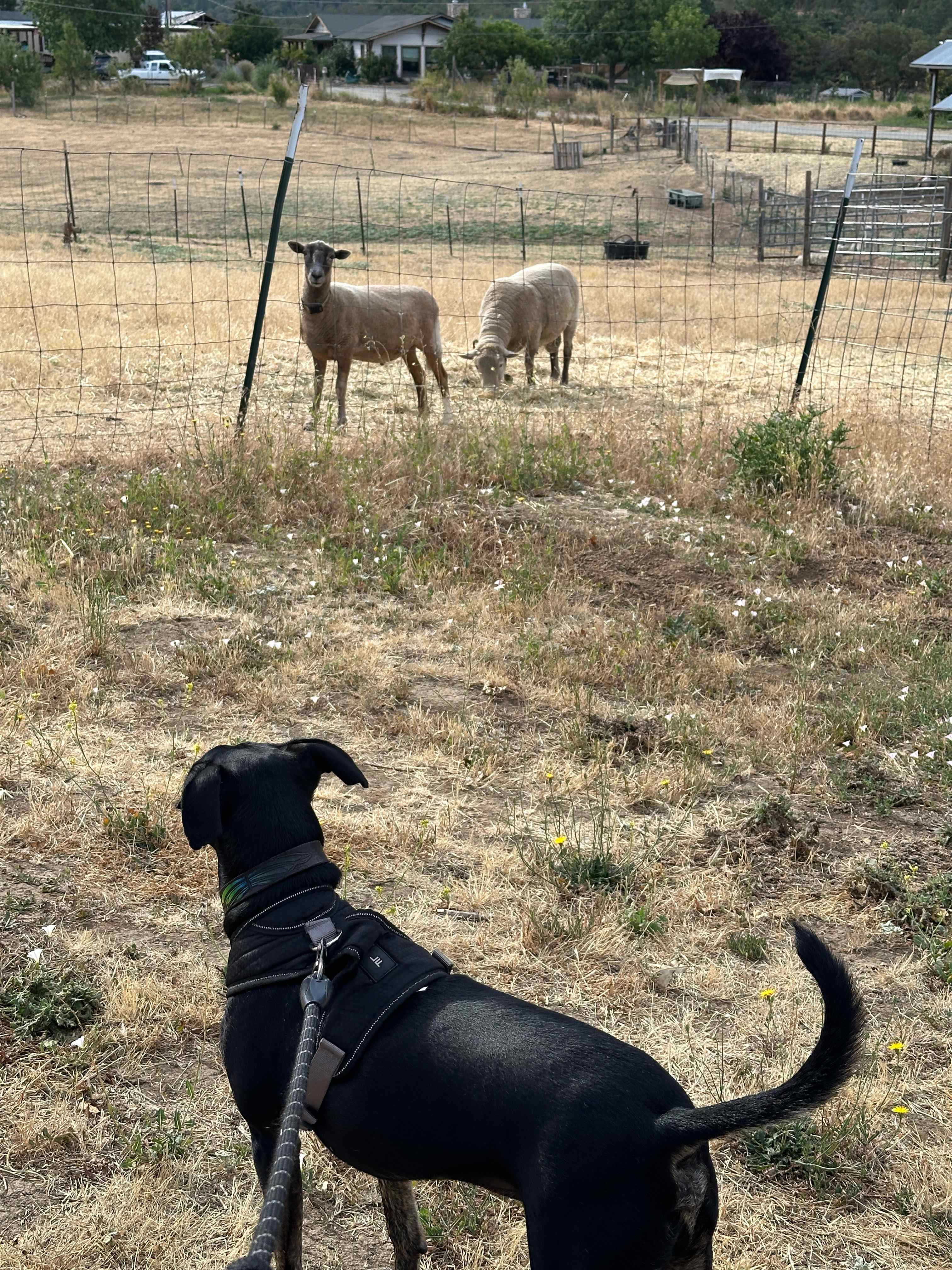 Lane Creek Reserve