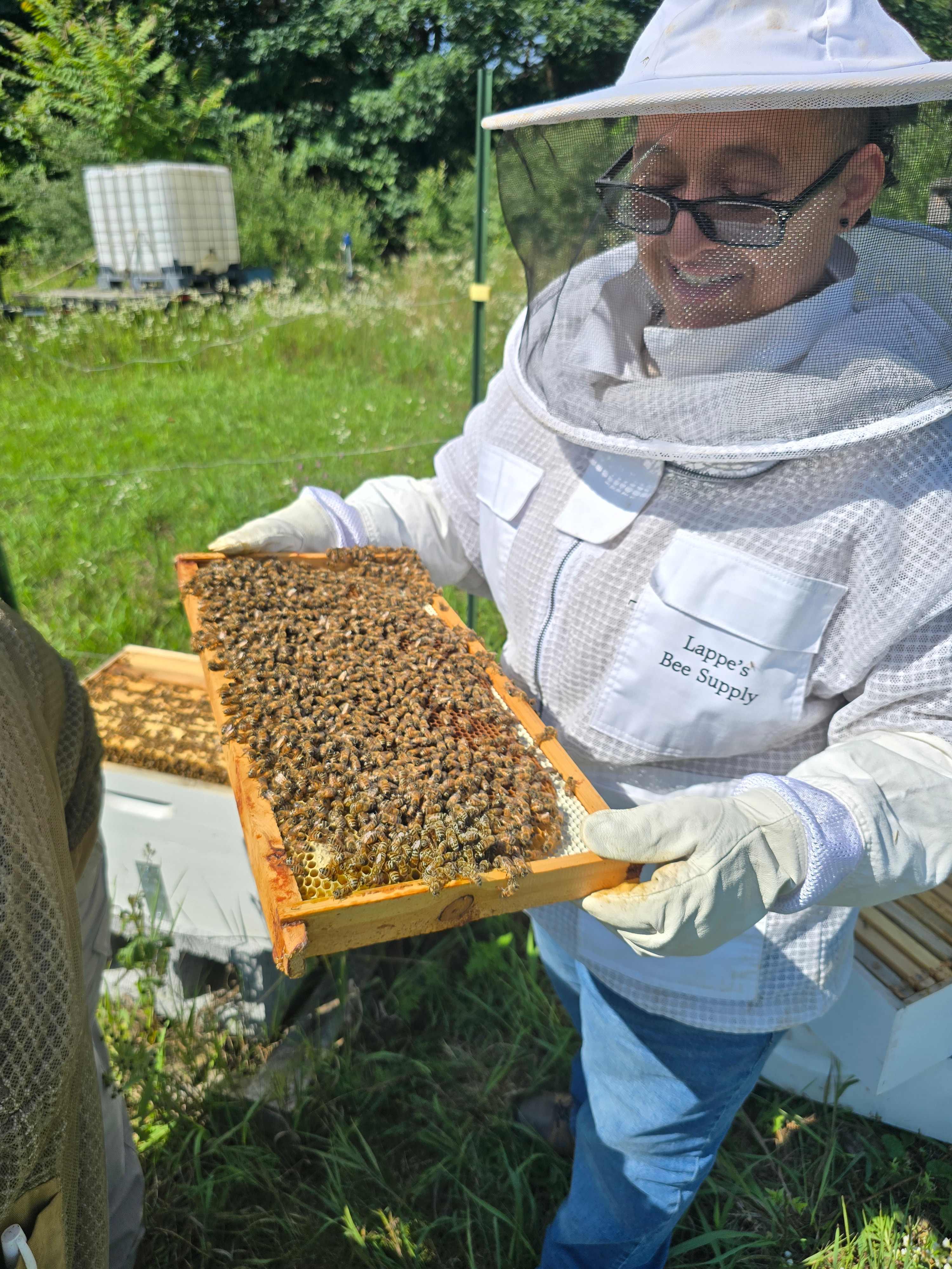 Lots of bees 