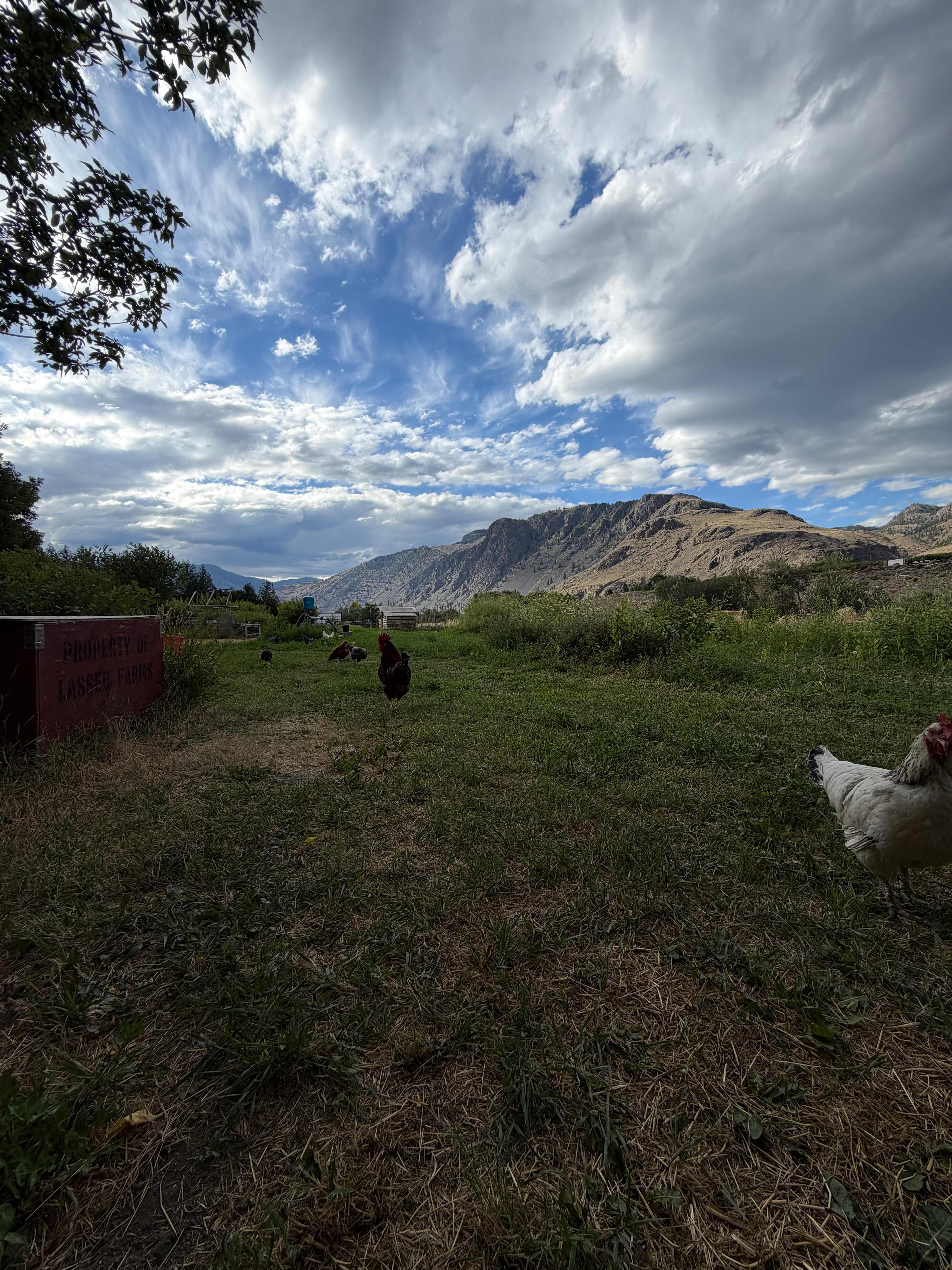 Fruit Haven, Cawston BC