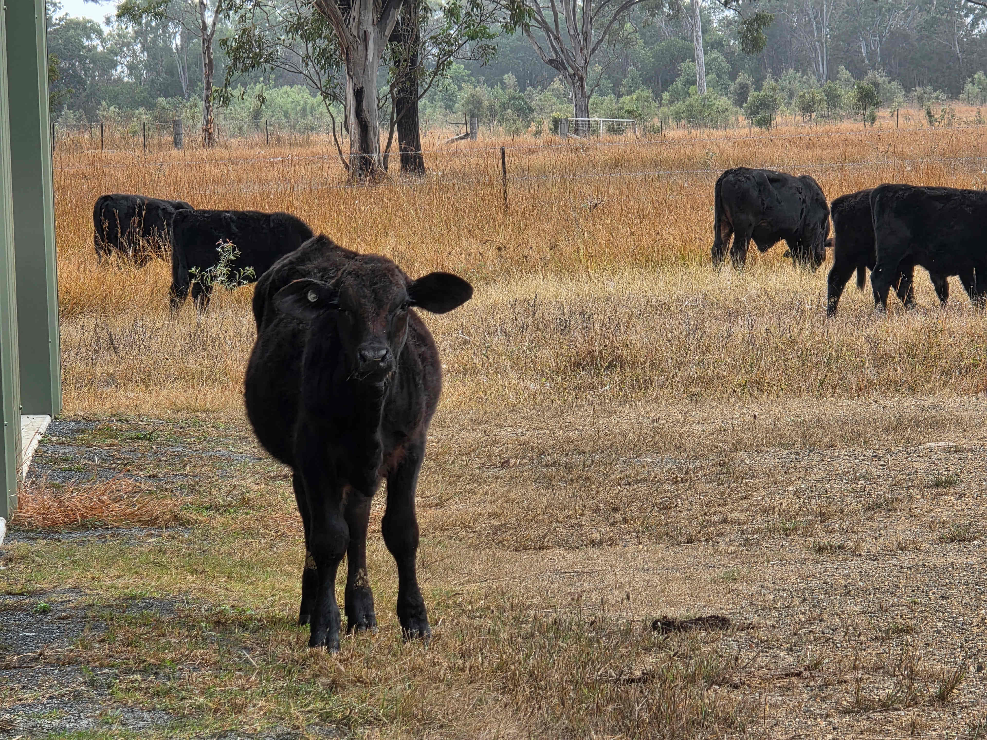 Ranglewood Farm