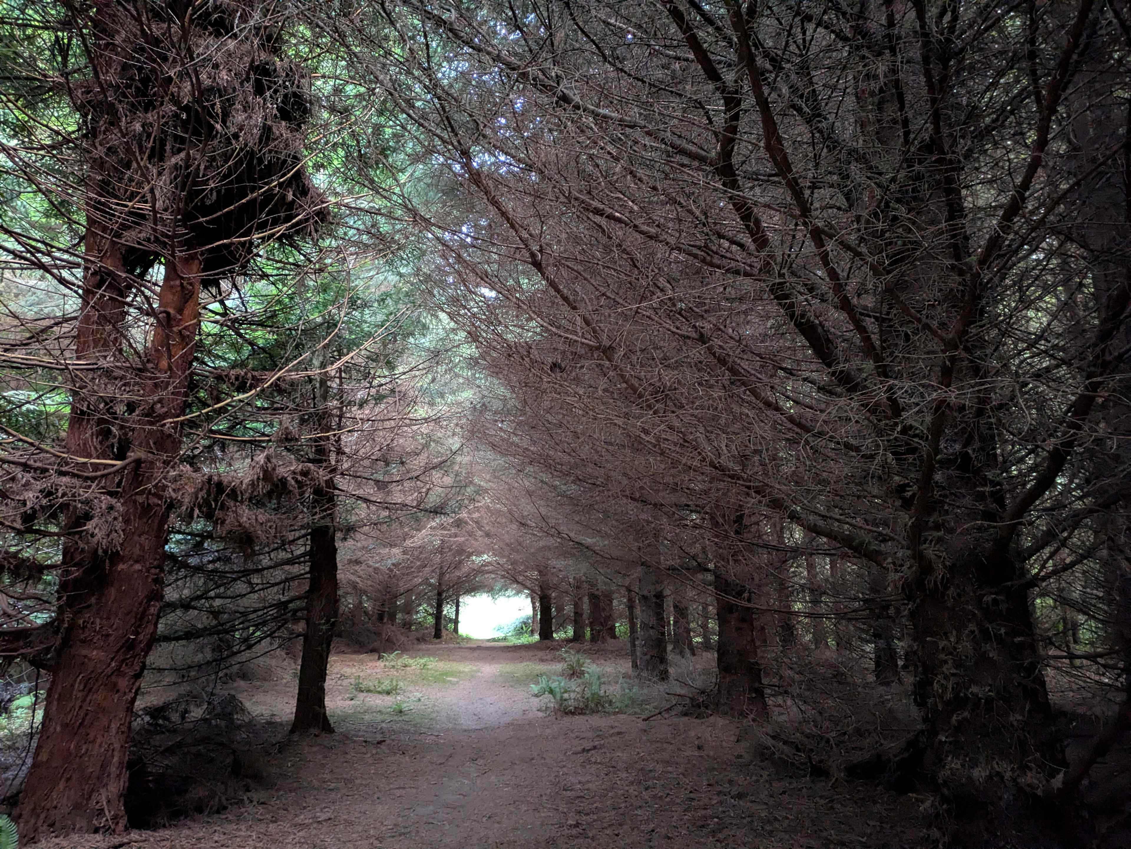 Slightly eerie walk on property. Very cool though!