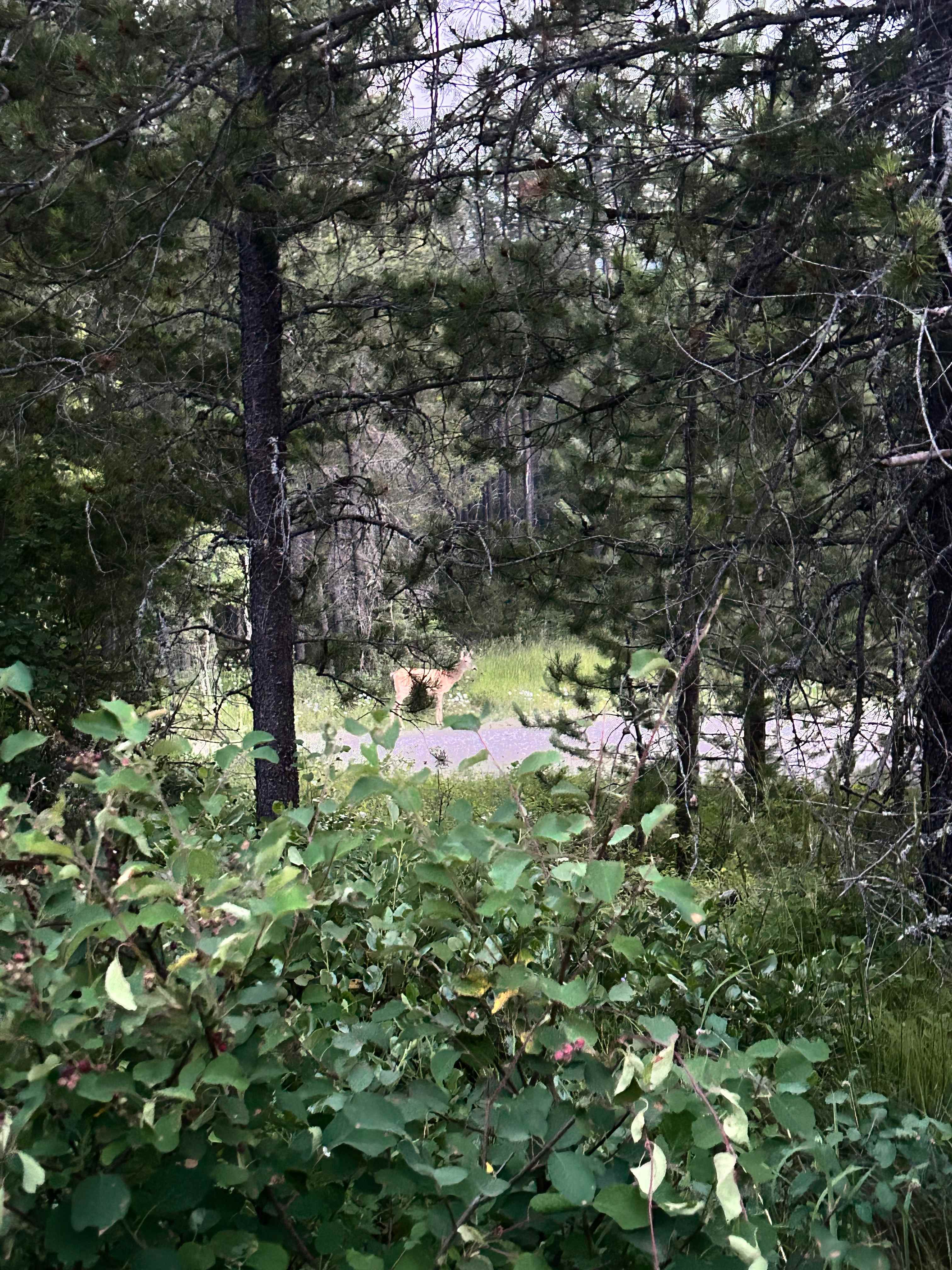 Aspen Hollow