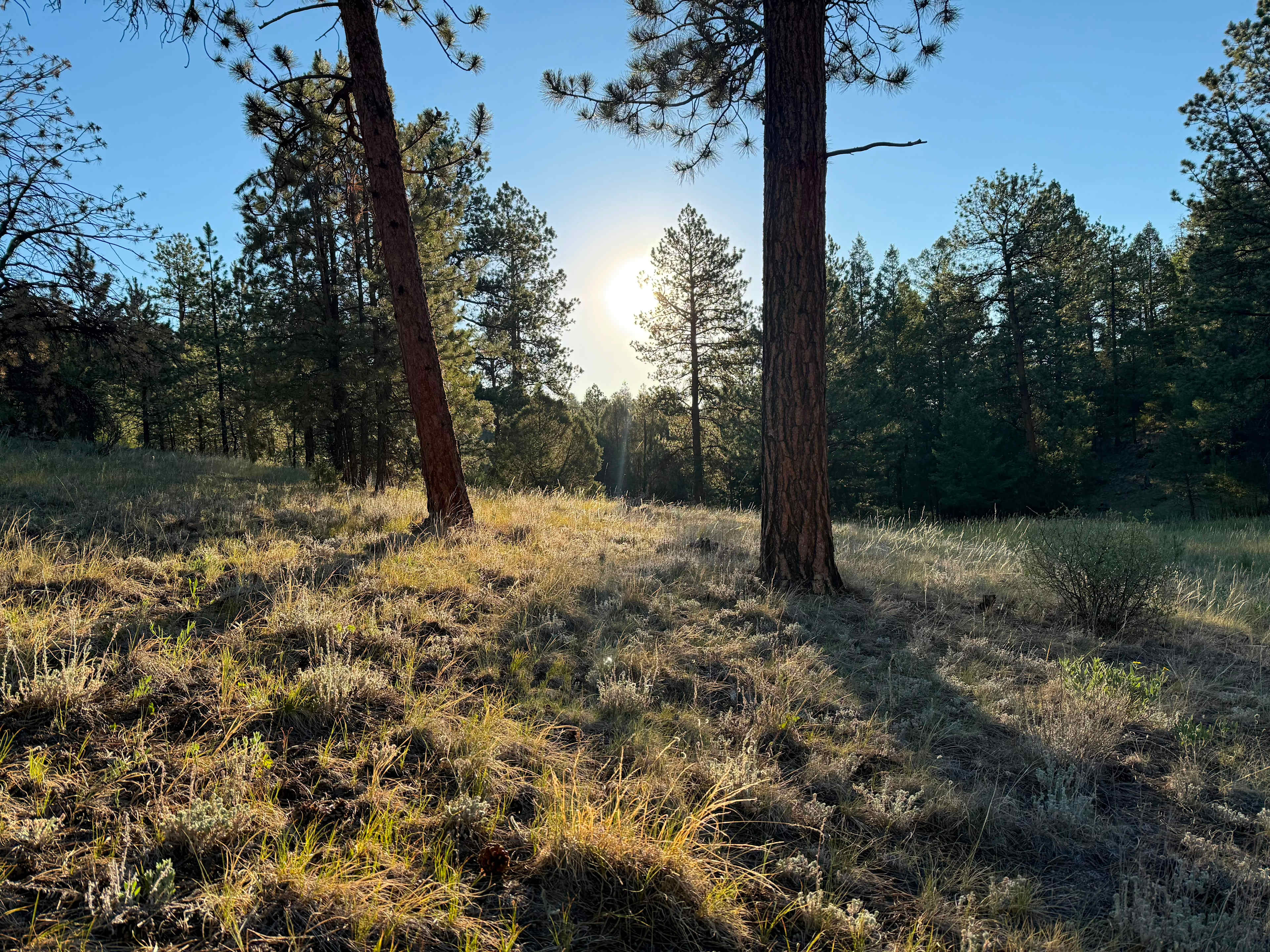 Serenity in the Foothills