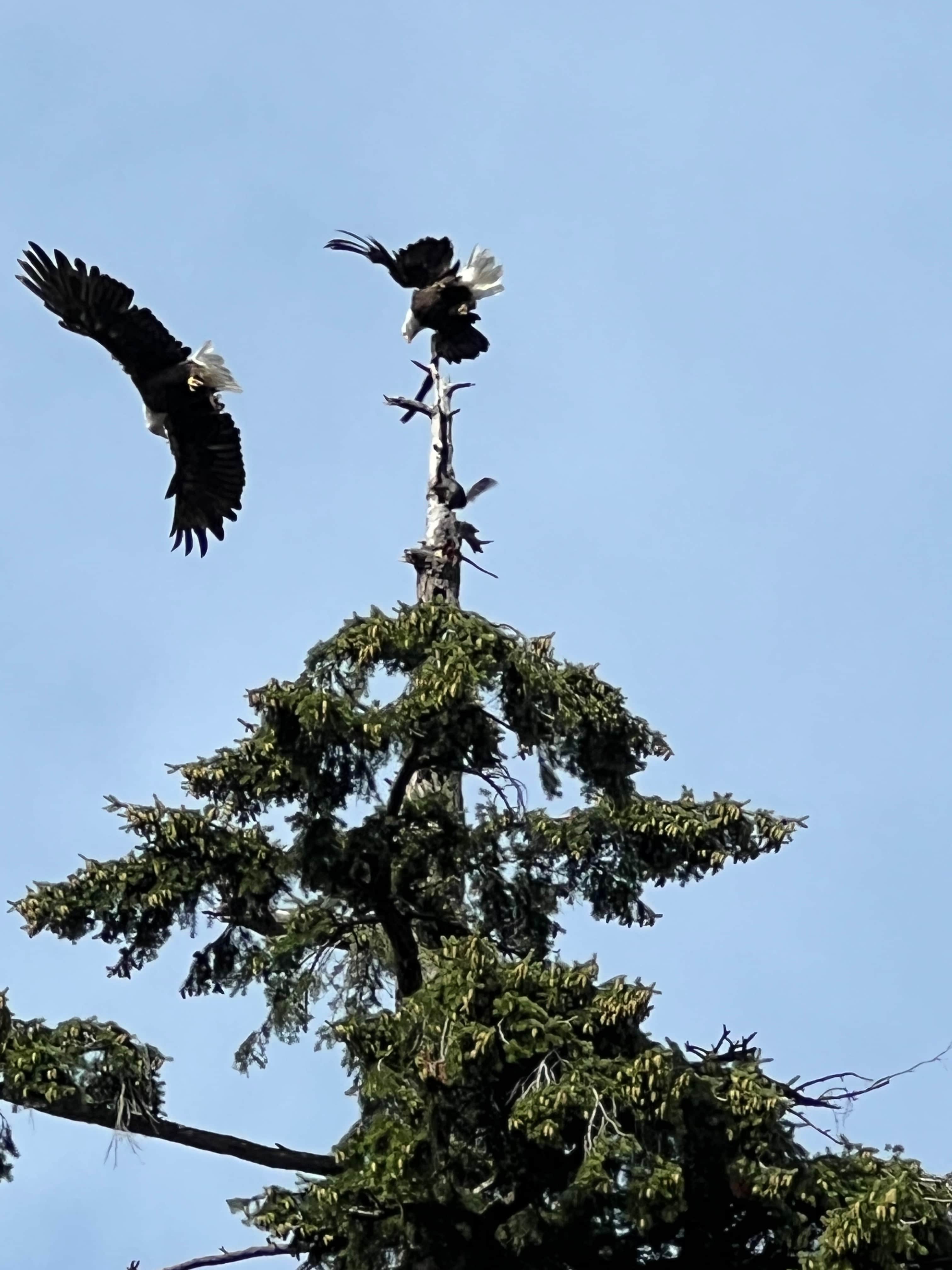 Wild Coast Parksville Campsite