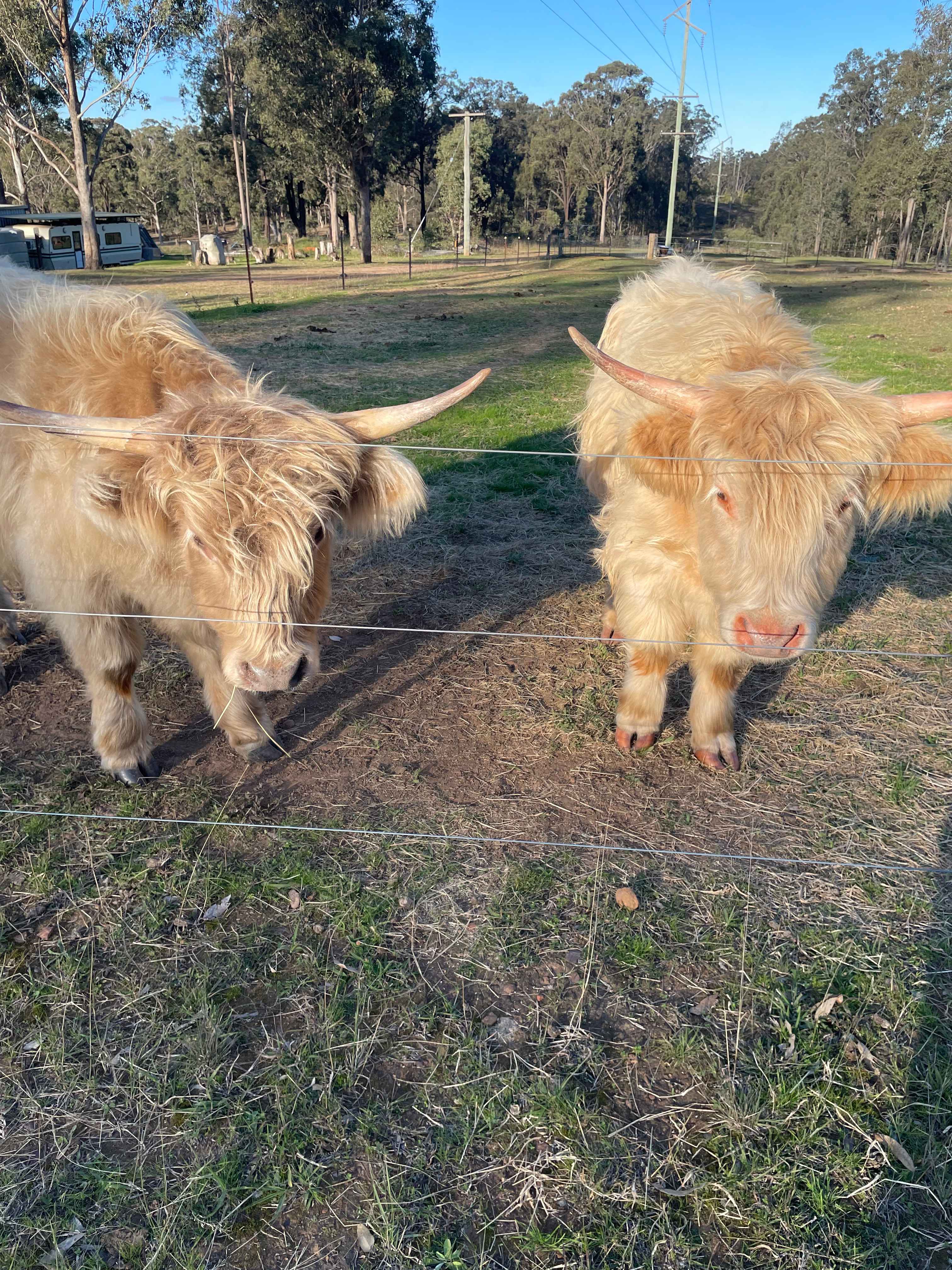 My kids renamed them holly and crackle…