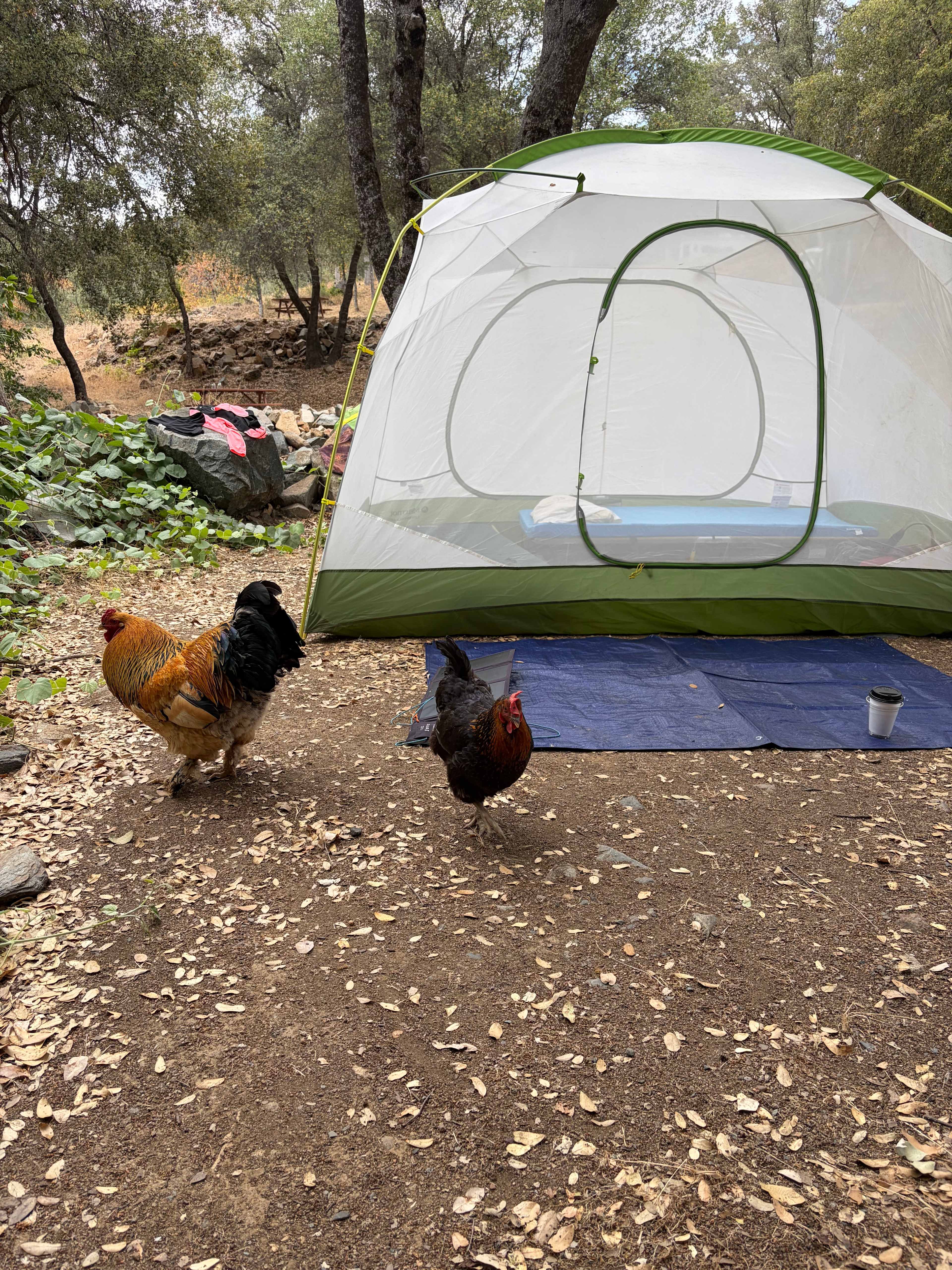 Free range rooster and chicken