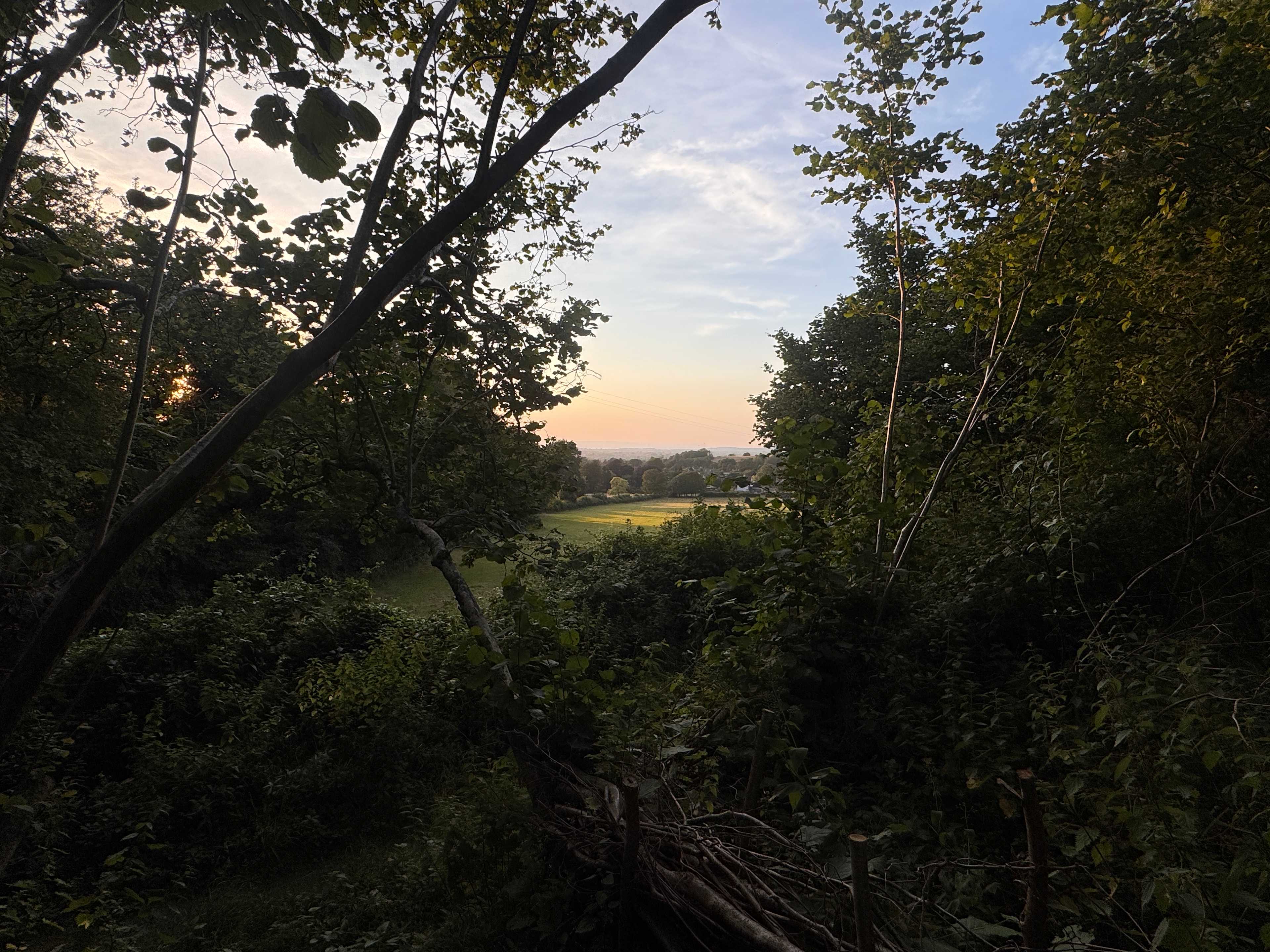 View from the orchard