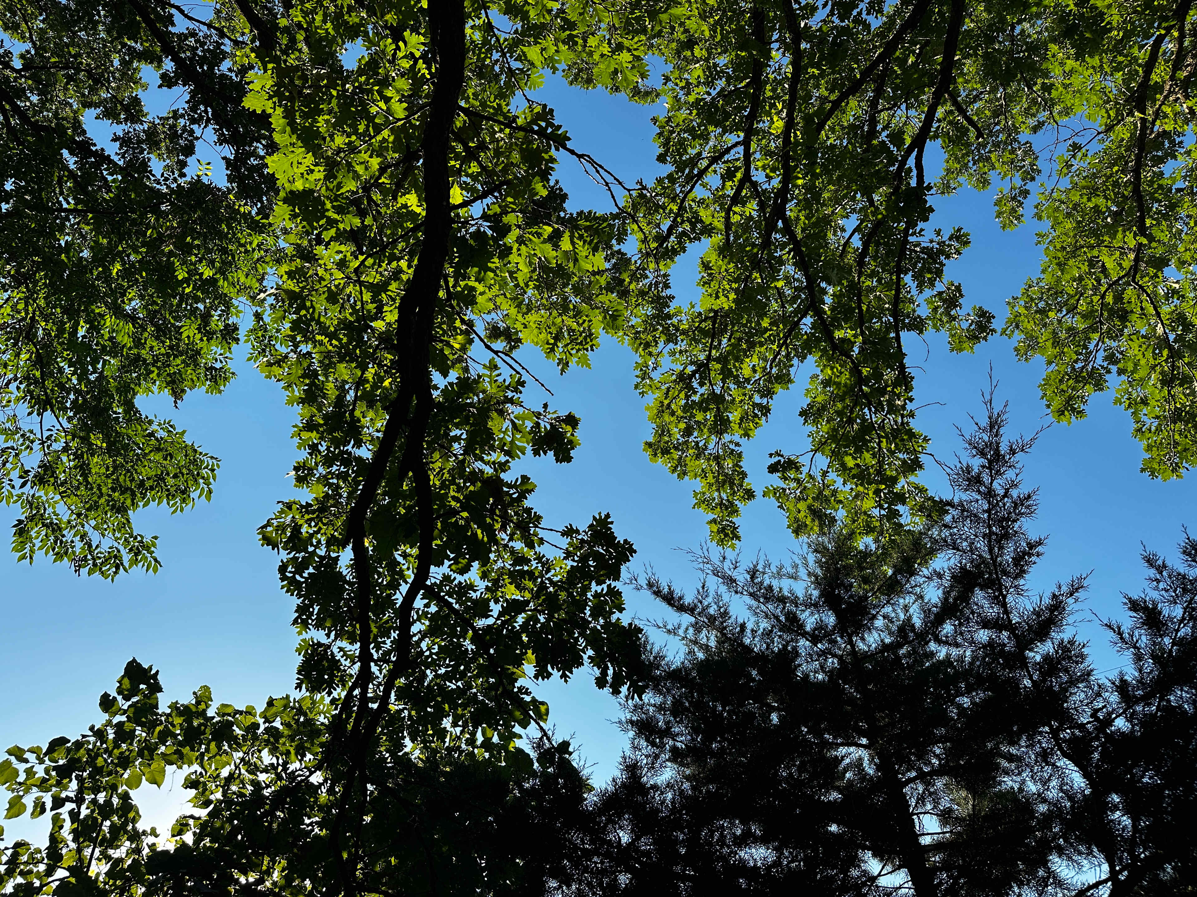 Large oak trees