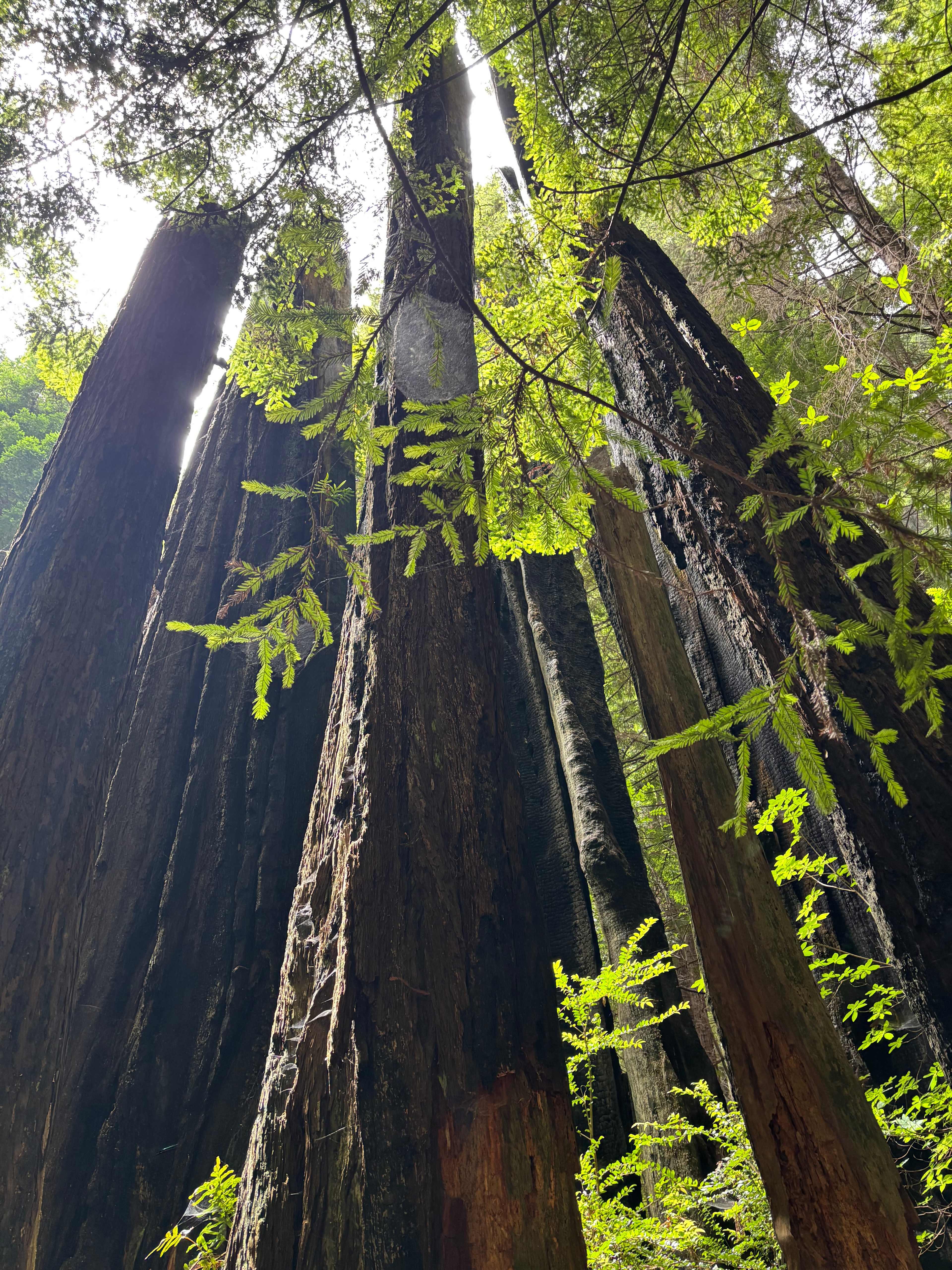 Mystery of Trees