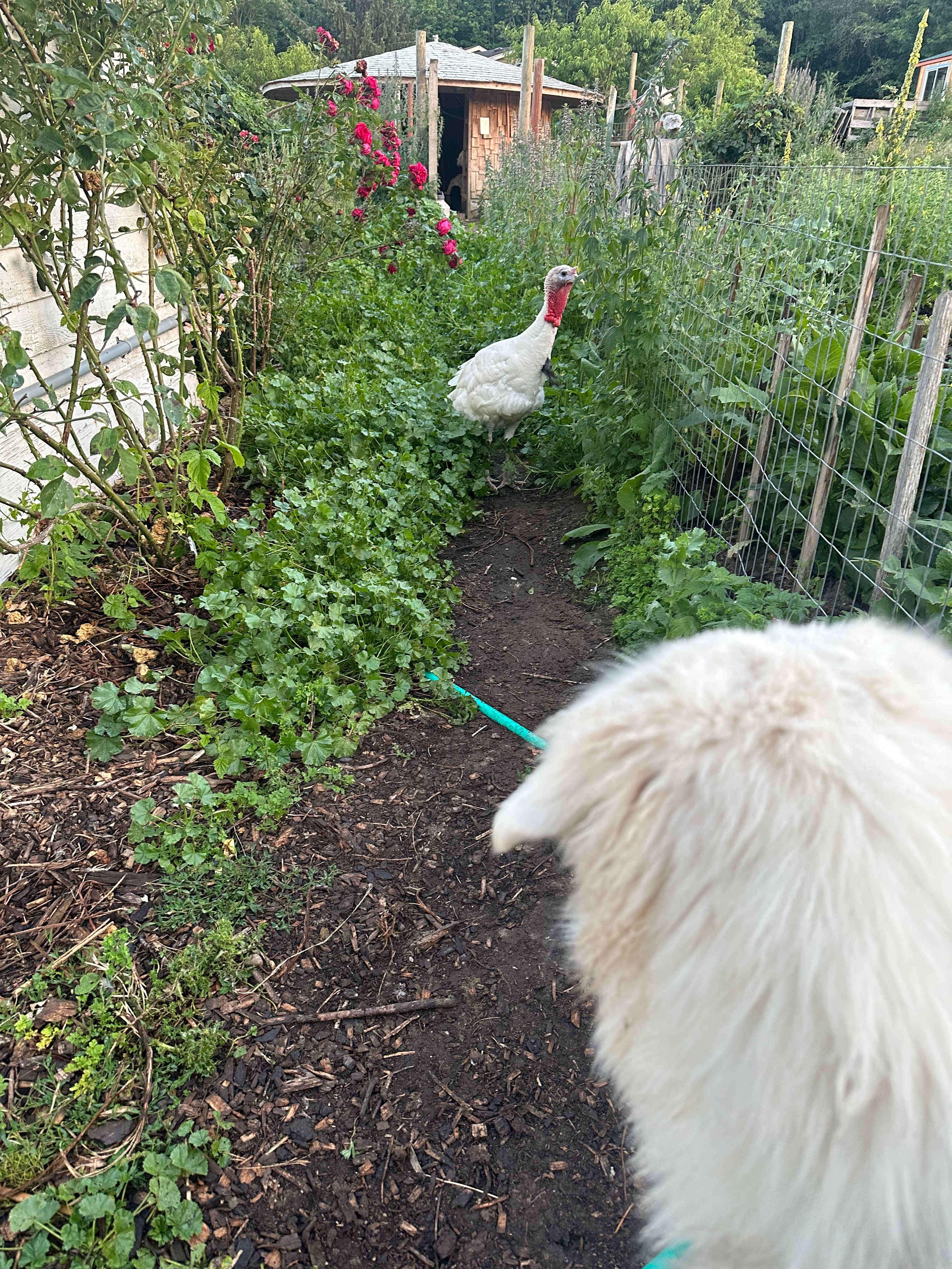 Issa introducing me to the family of turkeys. 