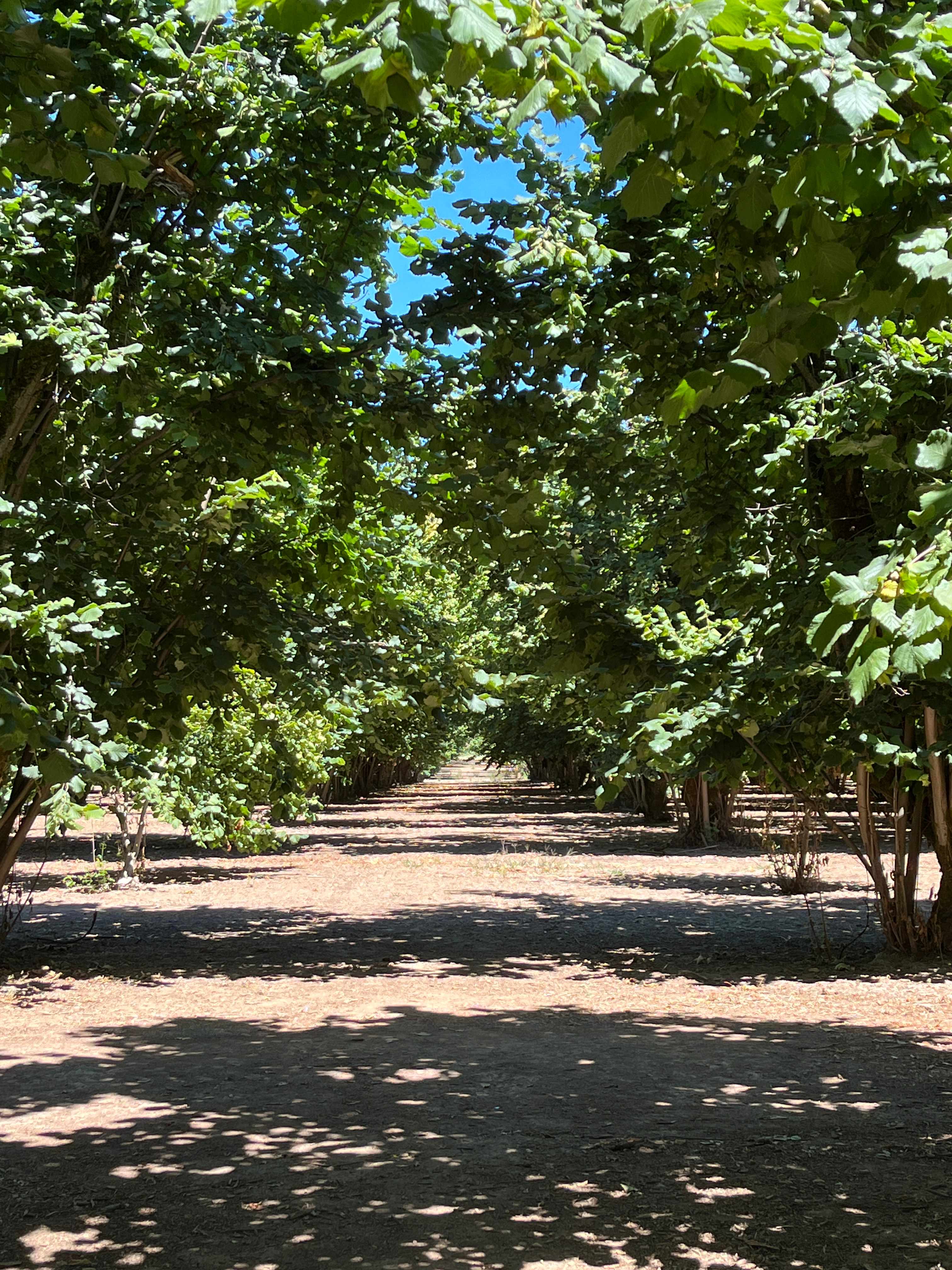 Tranquil Orchard and Wine Tours