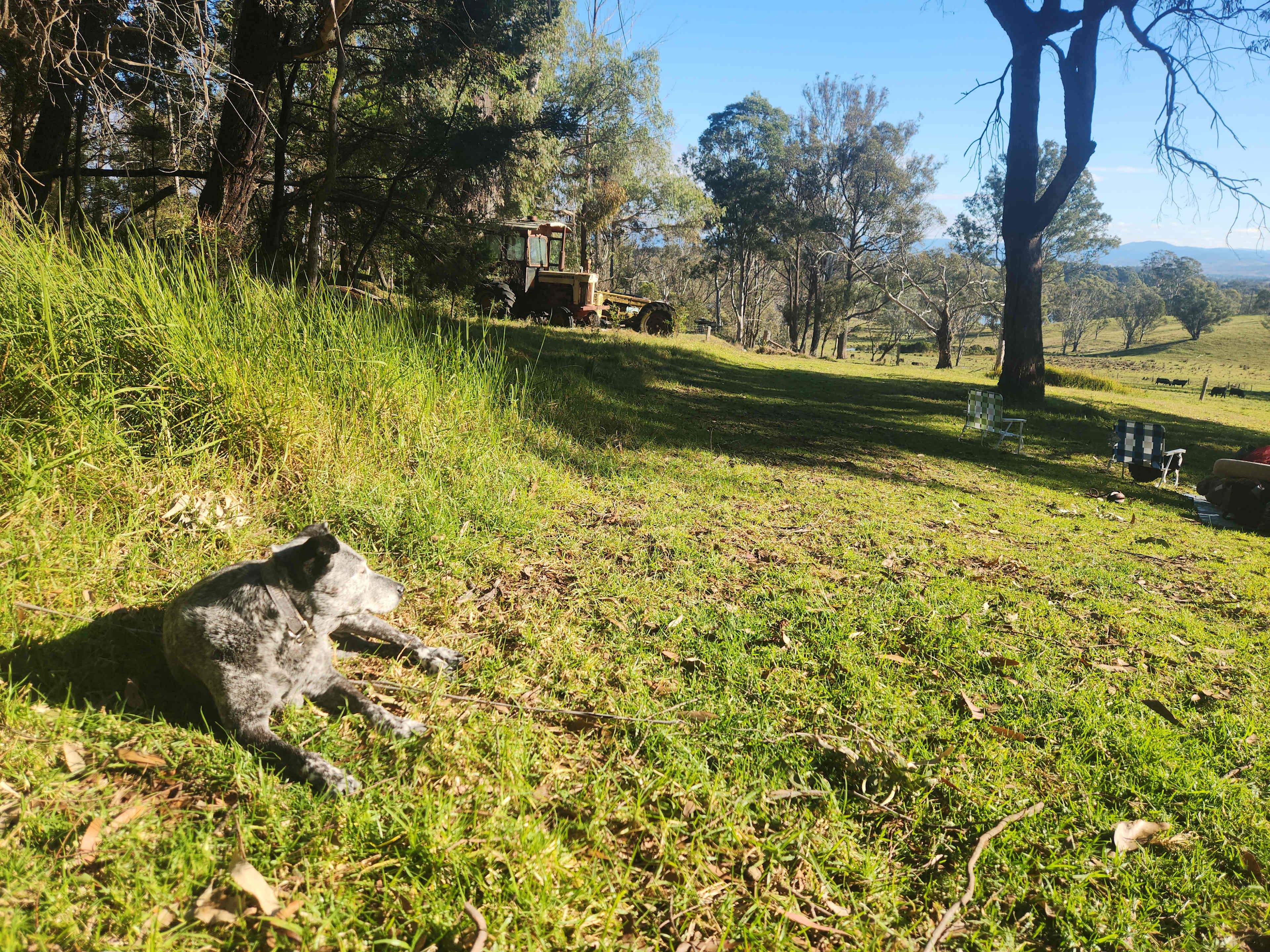 Nell keeping an eye on the pesky kangaroos!