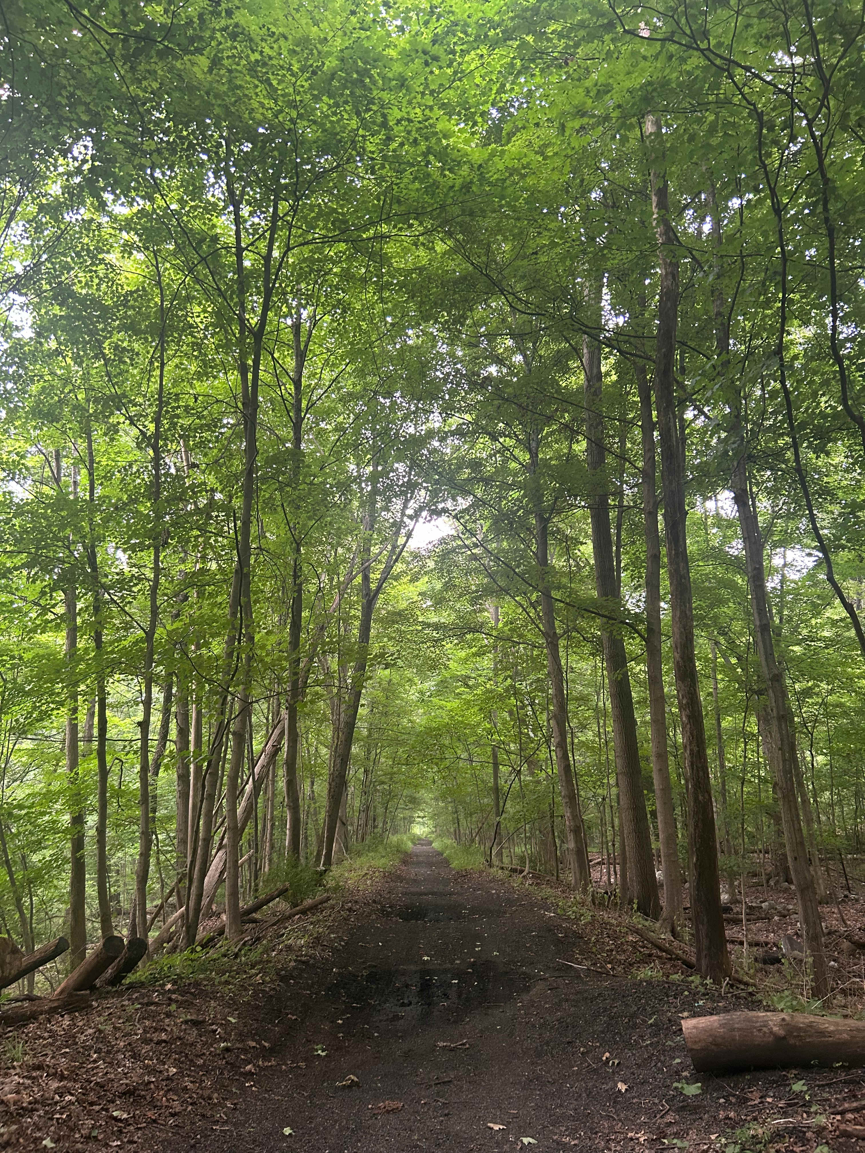 Trail
