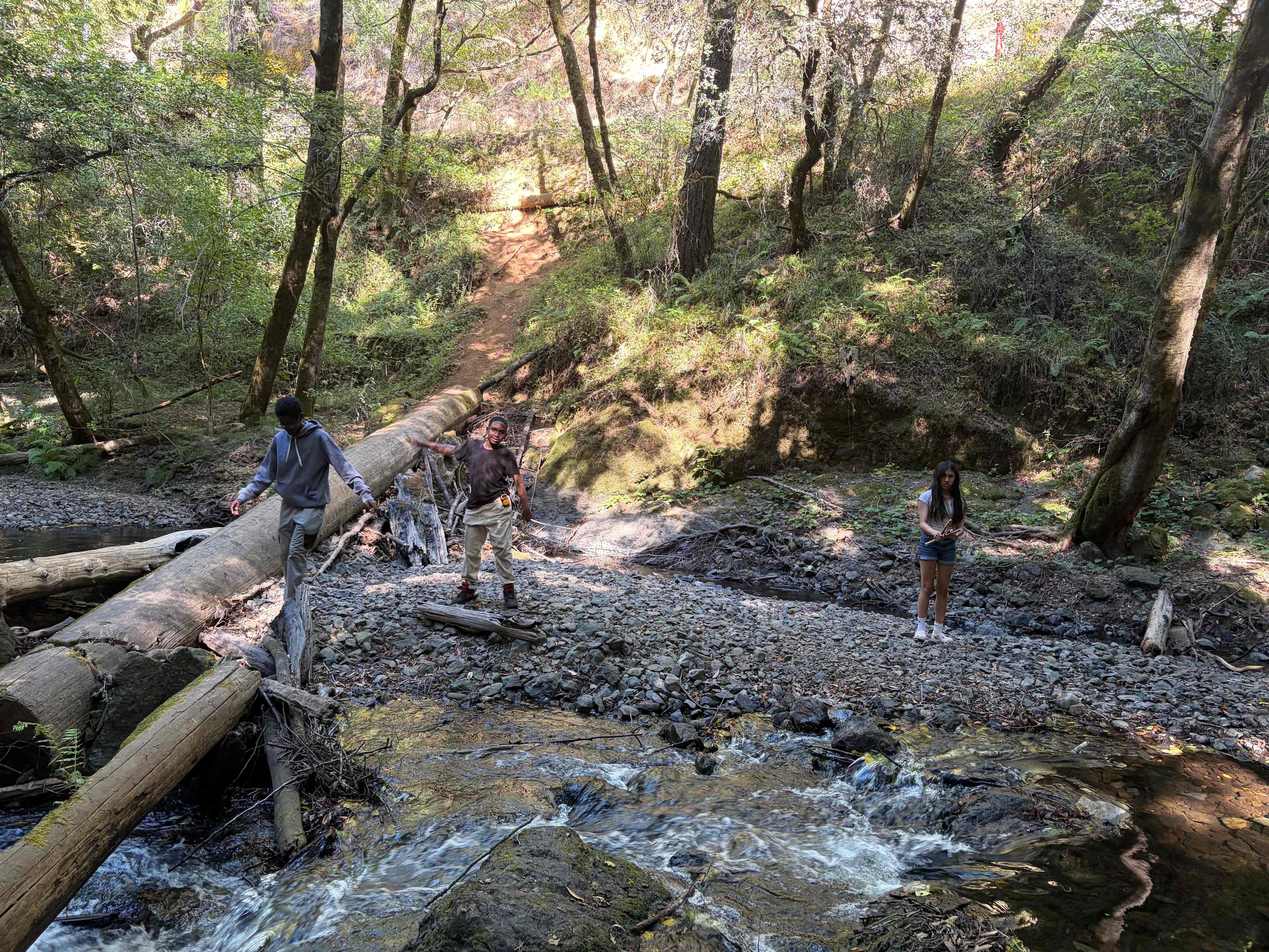Sleep Up High In A Redwood Tree-net