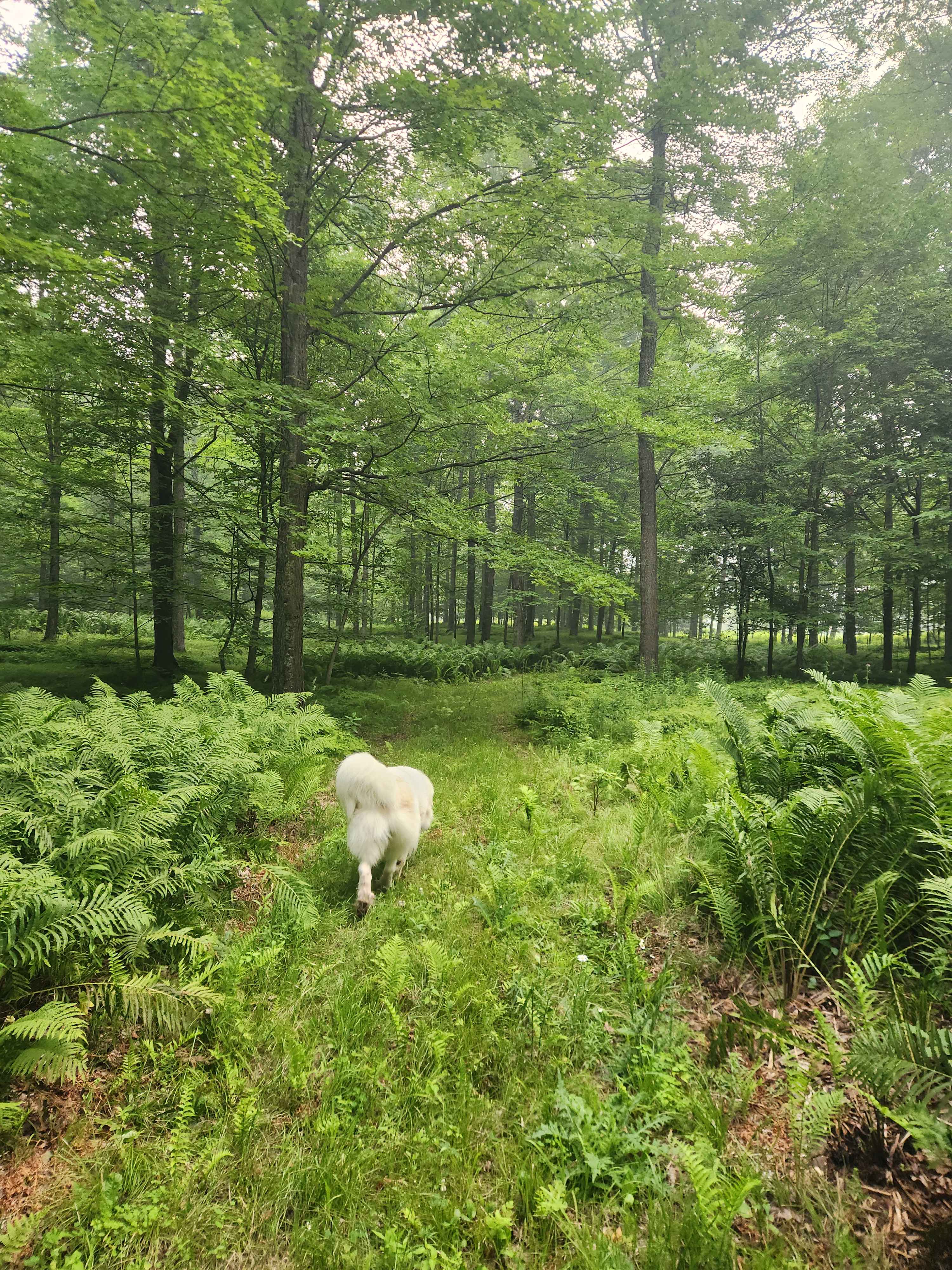 Maple Creek Farm