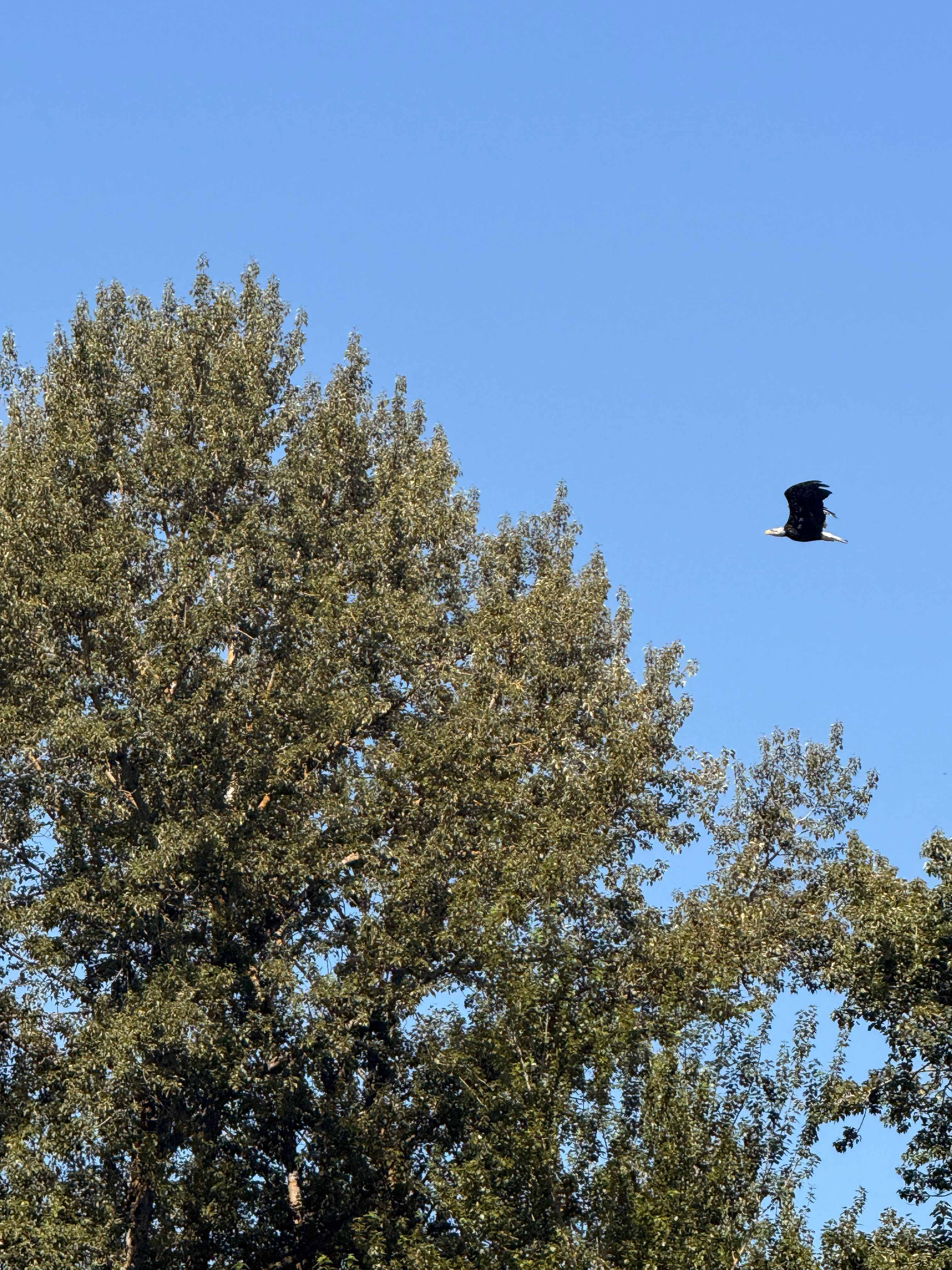 Bald Eagle!