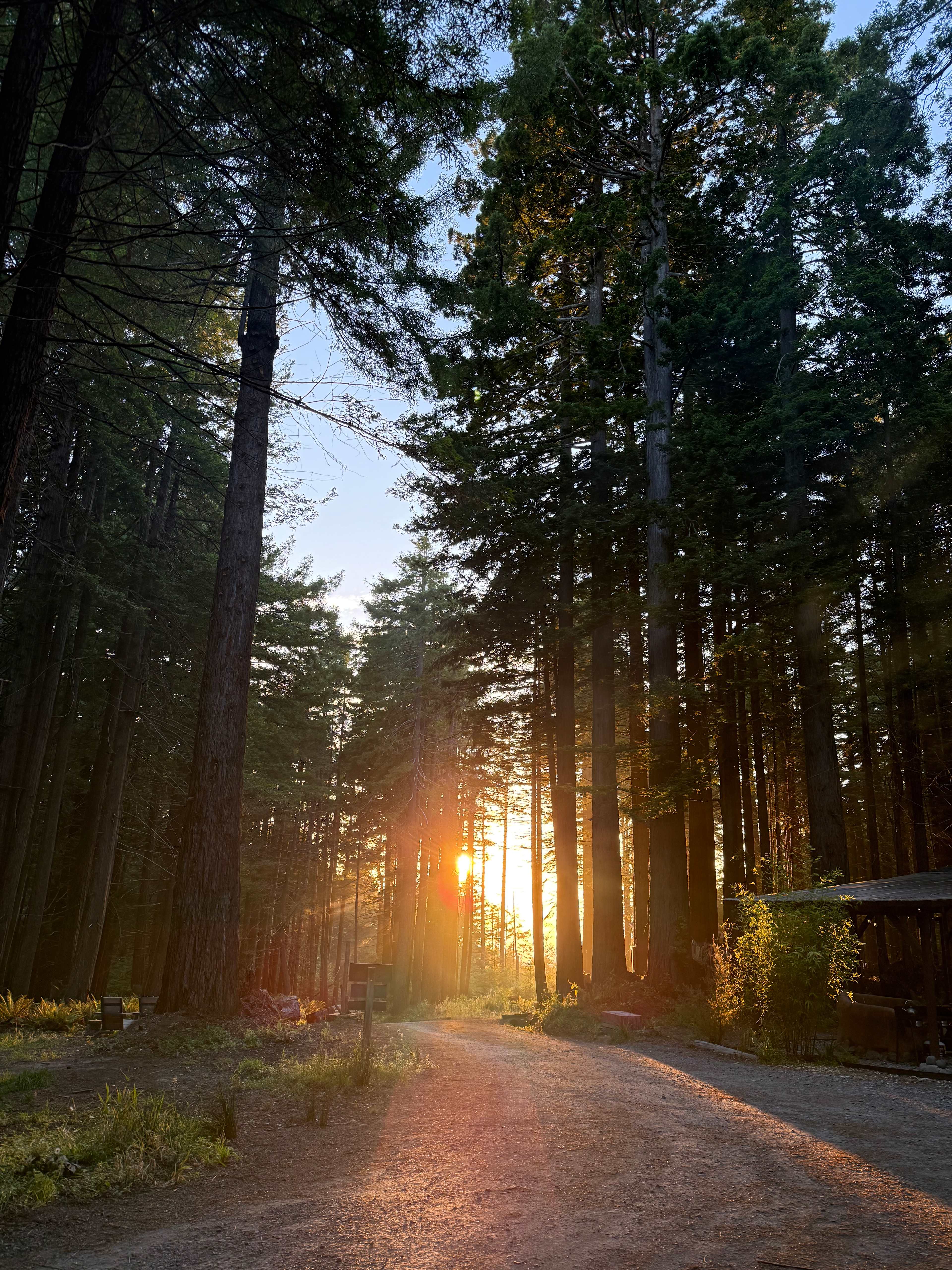 Ocean-view Redwood Forest Glamping