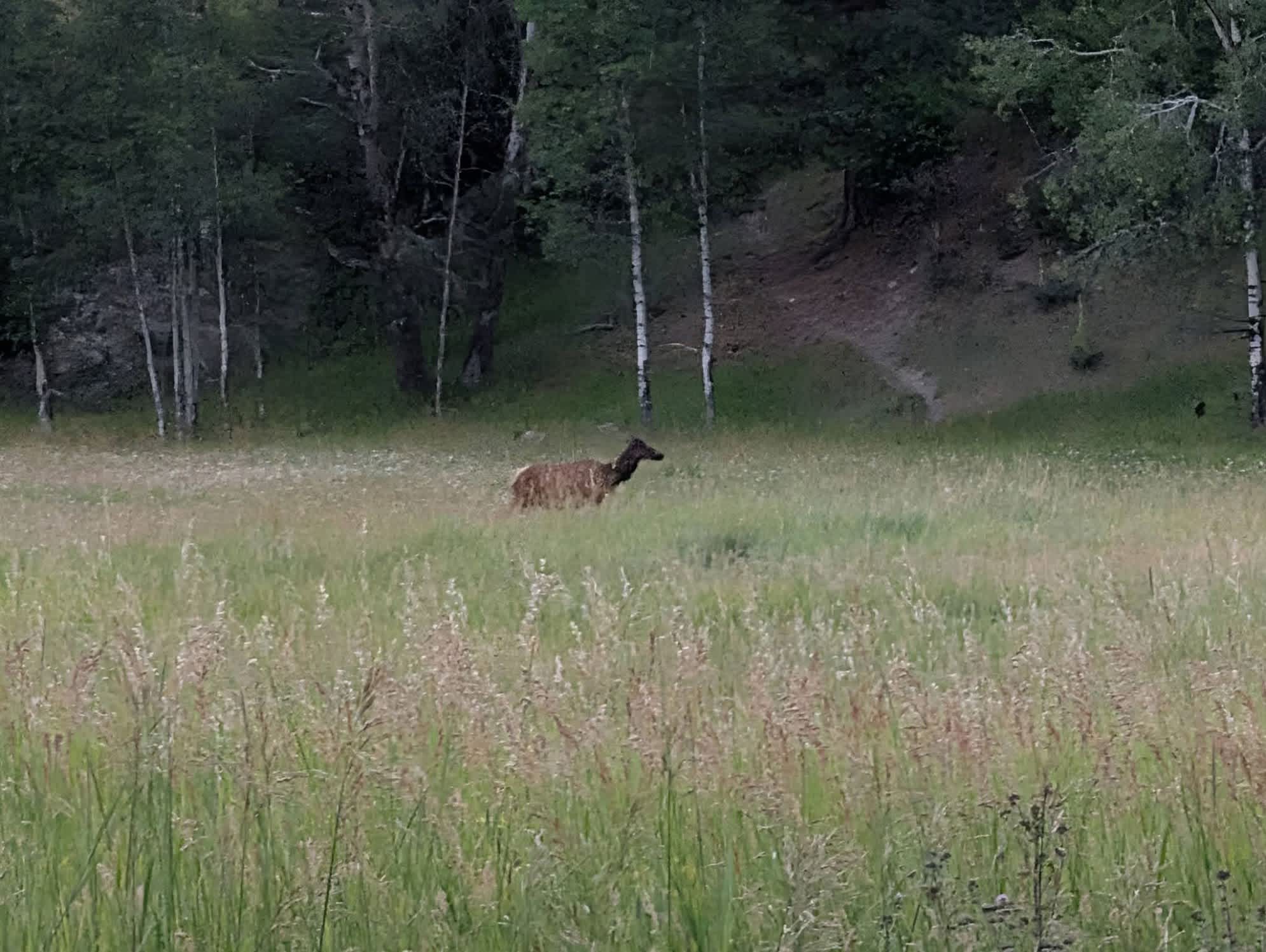 ELK!