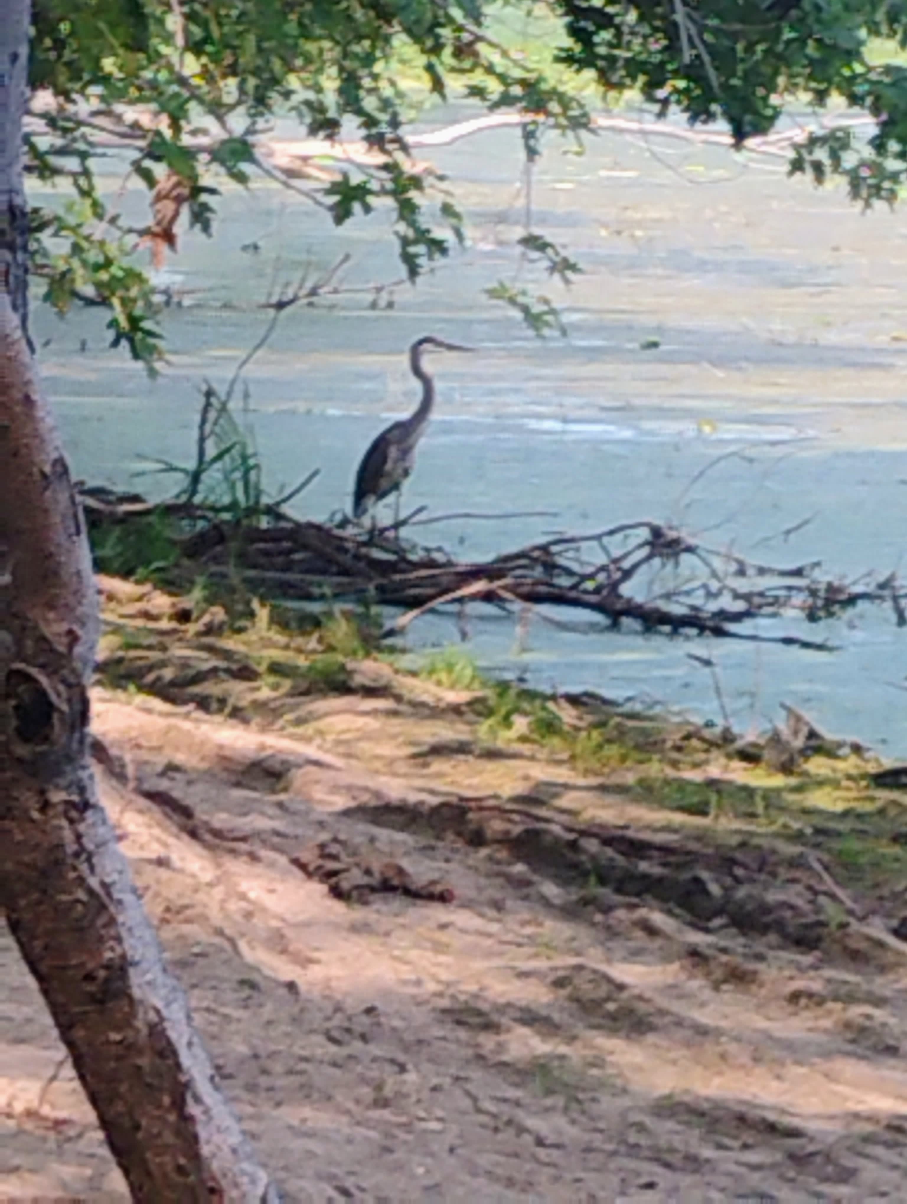 Great for birdwatching 